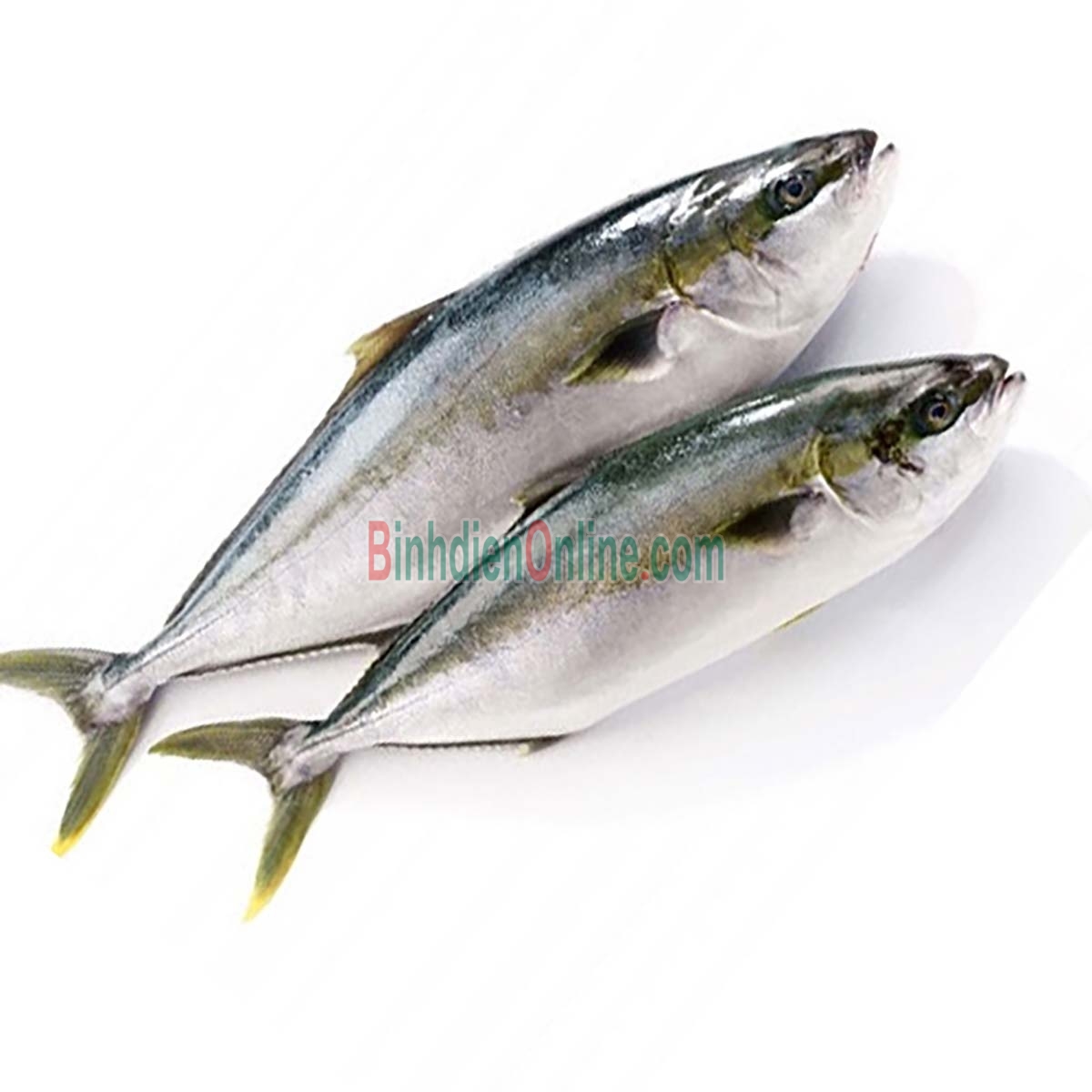Cá cam tươi loại 1, đảm bảo tươi ngon 0,5-1 kg/con Xuất xứ Khánh Hòa