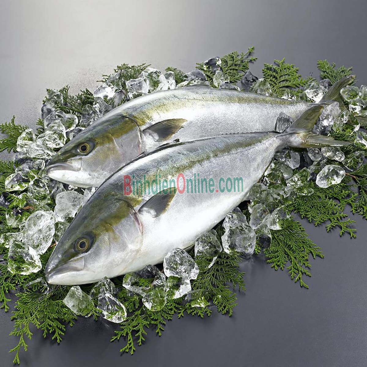 Cá cam tươi an toàn và thơm ngon 1,5-2 kg/con Xuất xứ Vũng Tàu