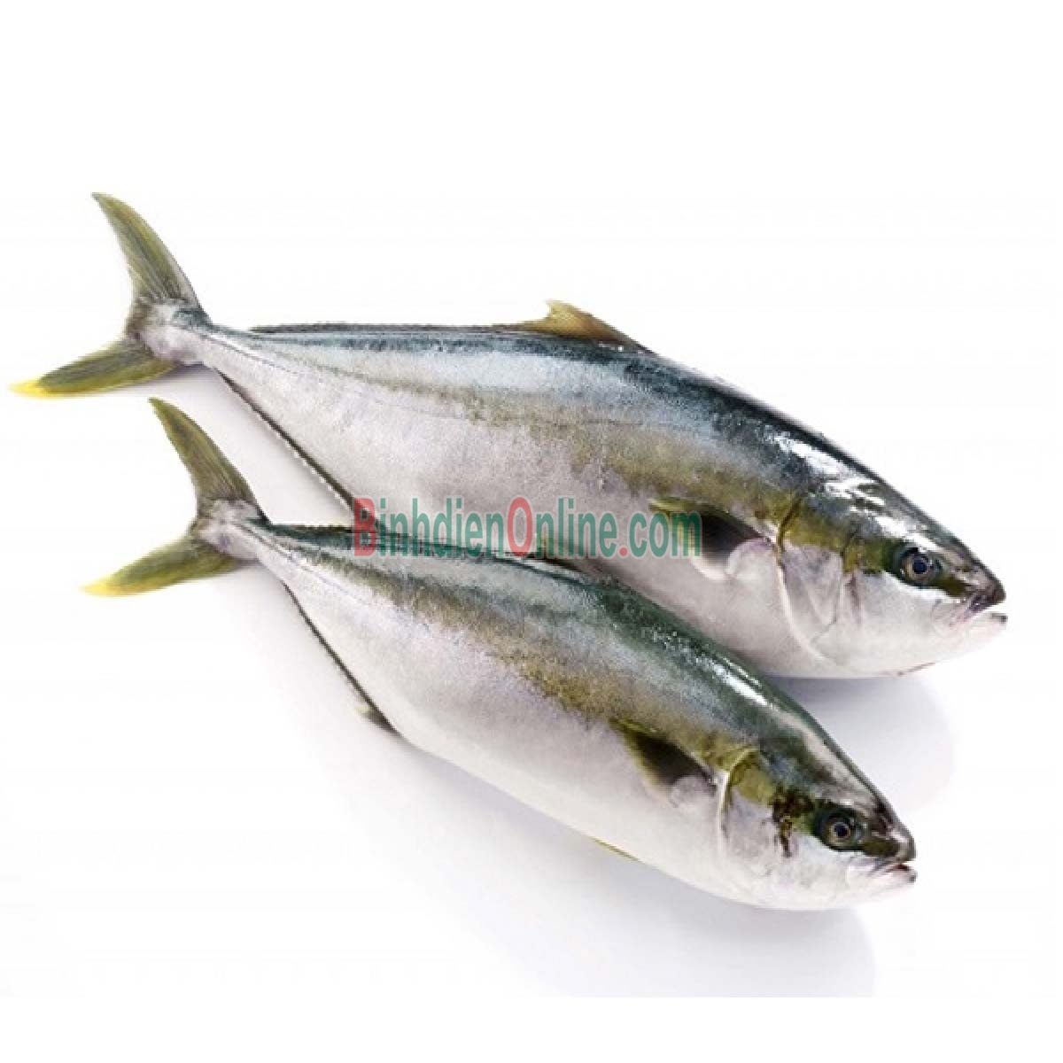 Cá cam tươi mới đánh bắt giá tốt 0,5-1 kg/con Xuất xứ Bạc Liêu