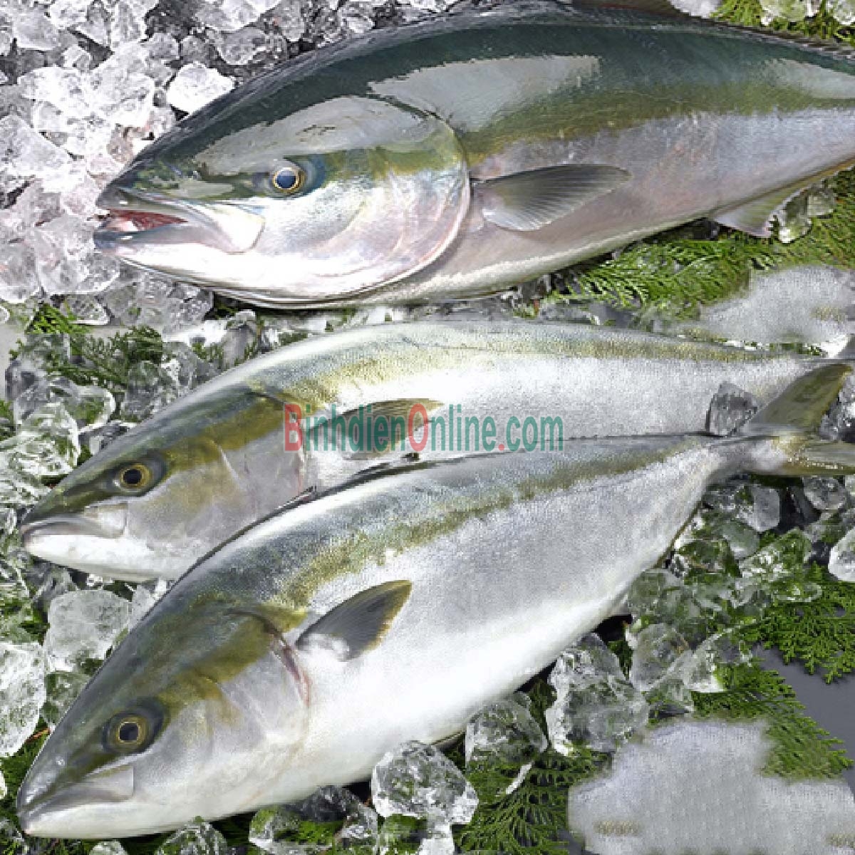 Cá cam còn tươi rói đảm bảo an toàn 0,5-1 kg/con Xuất xứ Bạc Liêu