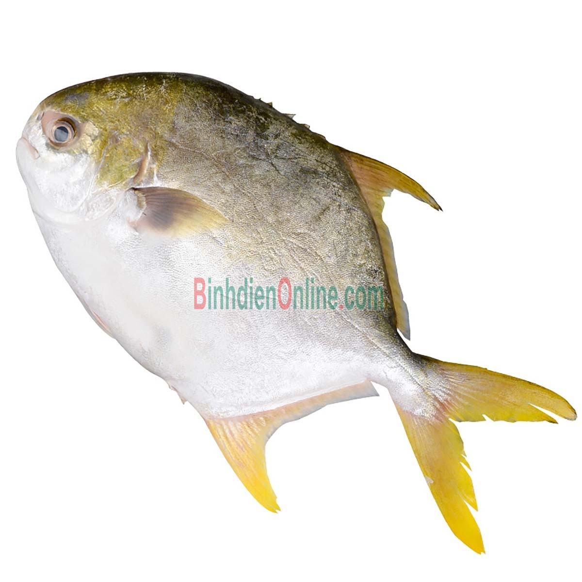 Cá chim trắng vây vàng tươi rói từ thiên nhiên 1,5-2 kg/con Xuất xứ Bình Thuận