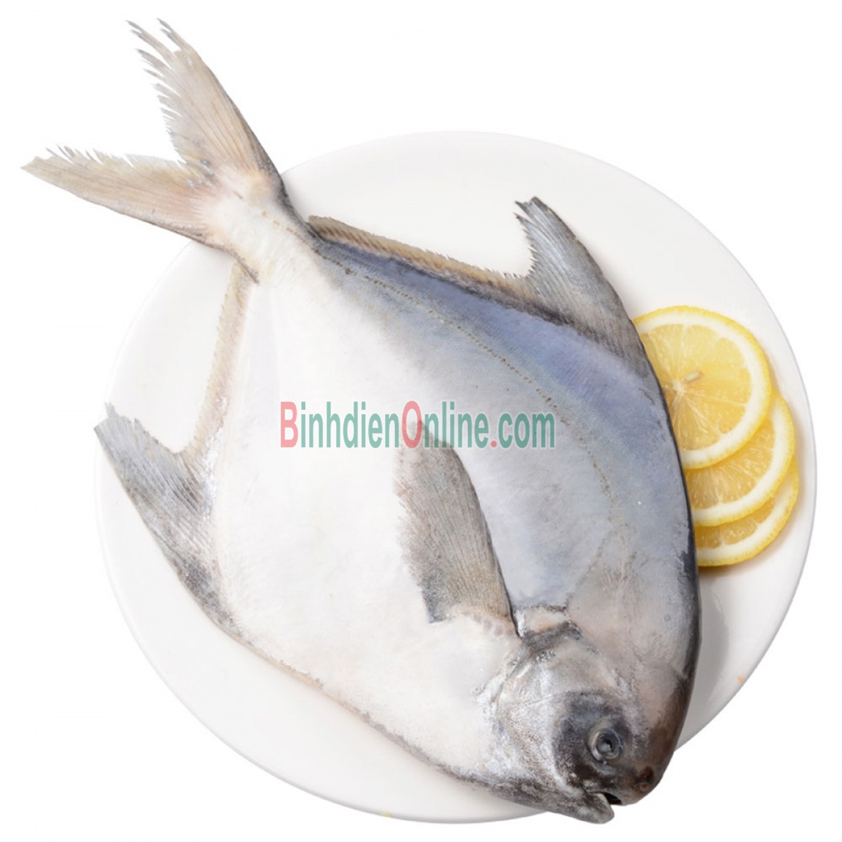 Cá chim trắng biển tươi sạch thơm ngon 1-1,5 kg/con Xuất xứ Khánh Hòa