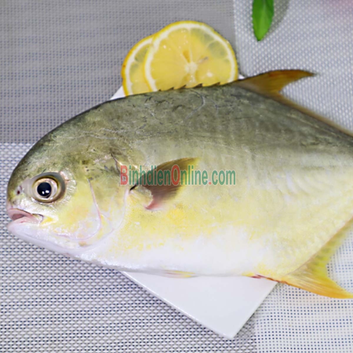 Cá chim trắng đã làm sạch, tươi rói thơm ngon 1,5-2 kg/con Xuất xứ Bạc Liêu