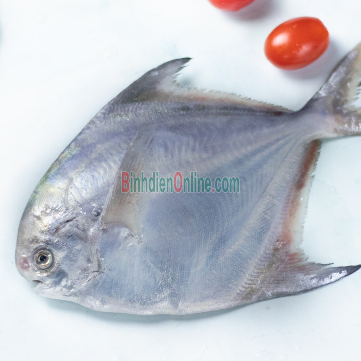 Cá chim trắng tươi rói an toàn 1,5-2 kg/con Xuất xứ Vũng Tàu