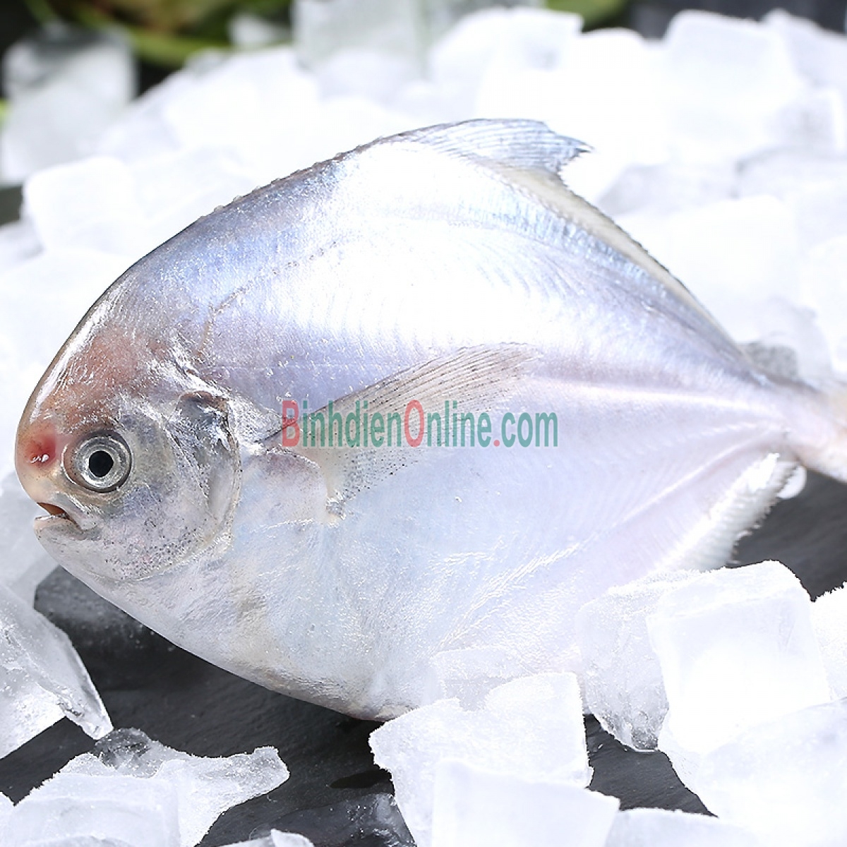 Cá chim trắng biển tươi sạch thơm ngon 1-1,5 kg/con Xuất xứ Bình Thuận
