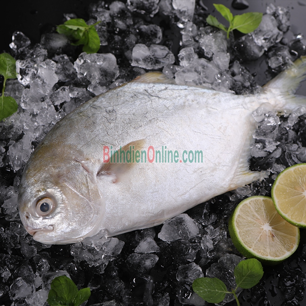 Cá chim trắng biển nguyên con tươi rói 0,7-1 kg/con Xuất xứ Bạc Liêu