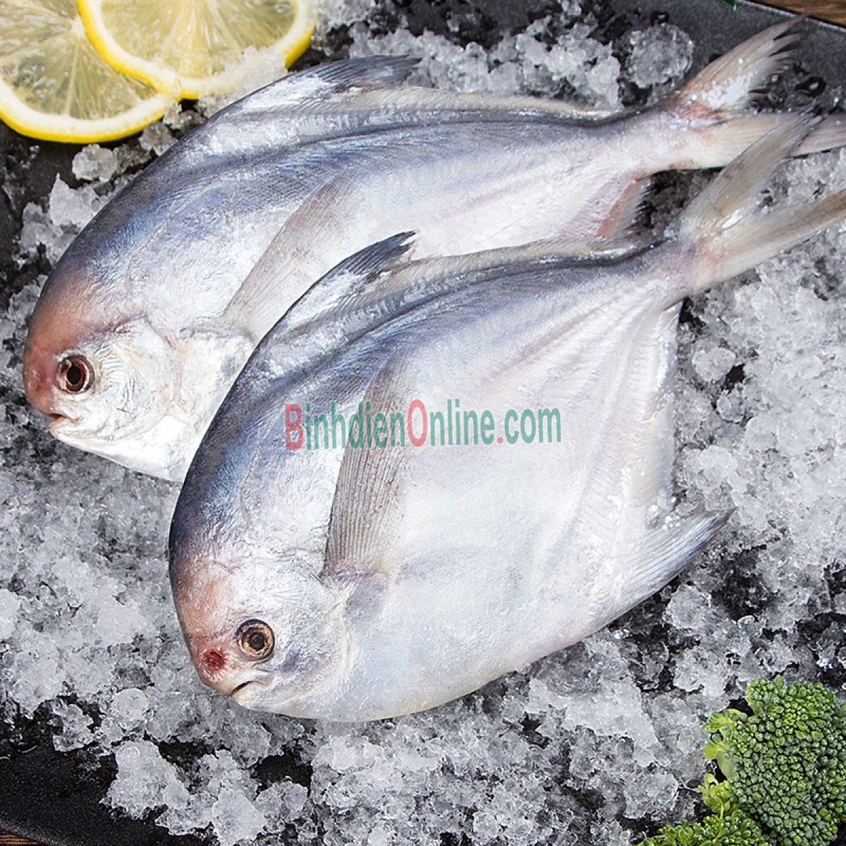 Cá chim trắng biển nguyên con tươi rói 1-1,5 kg/con Xuất xứ Khánh Hòa