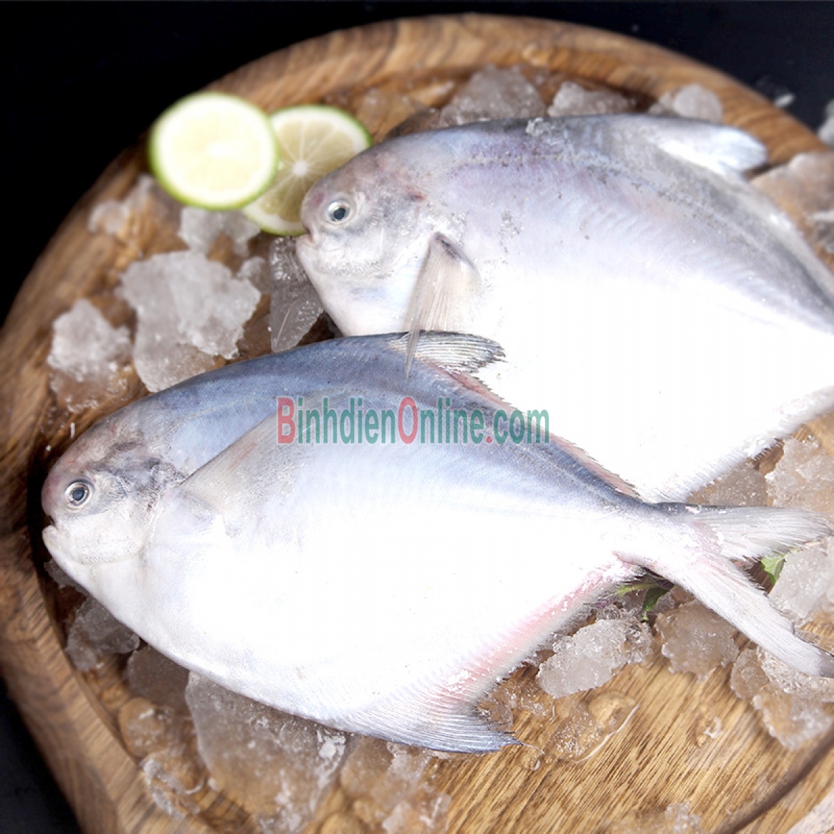 Cá chim trắng tươi, mới đánh bắt 1-1,5 kg/con Xuất xứ Vũng Tàu