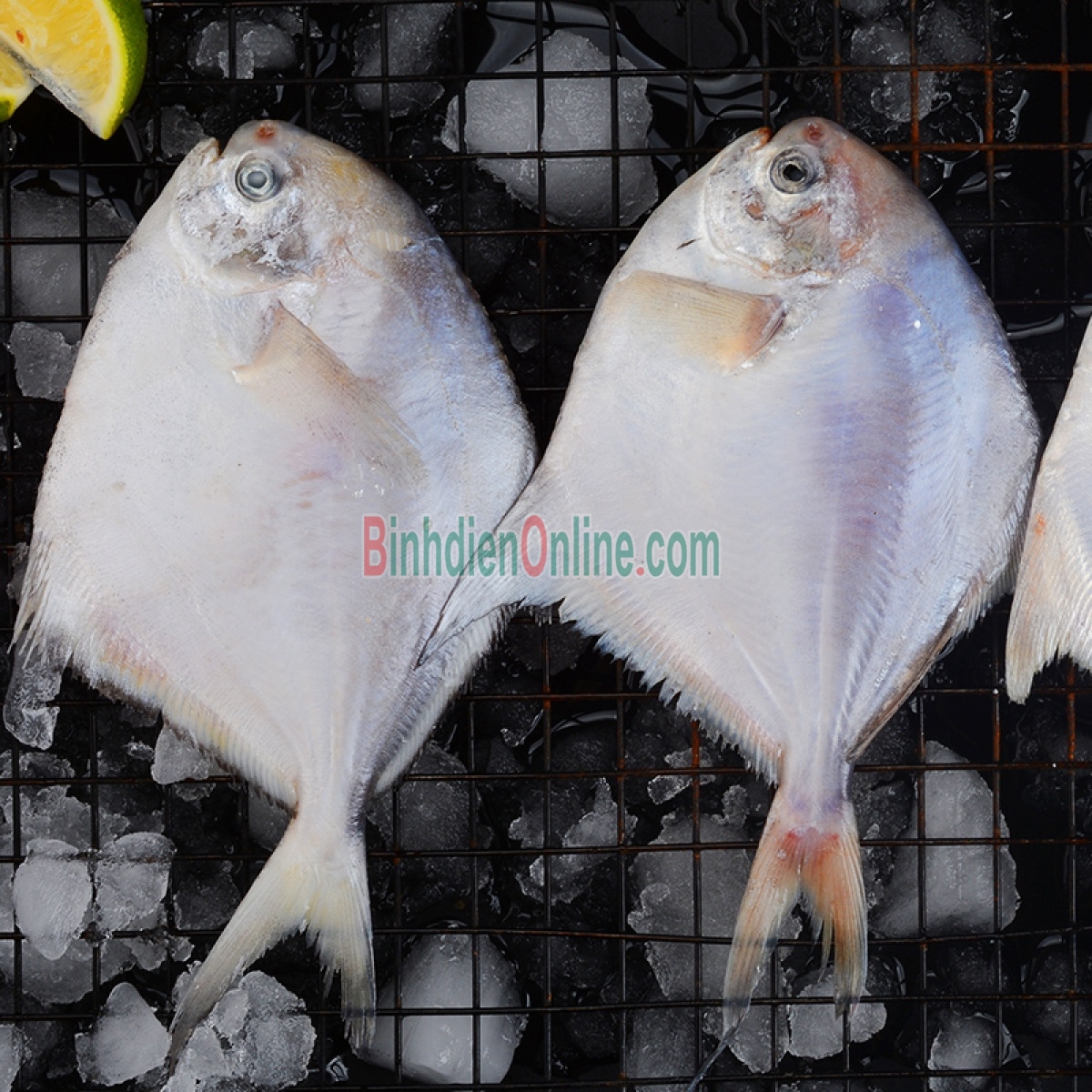 Cá chim trắng tươi, đánh bắt từ biển 1-1,5 kg/con Xuất xứ Khánh Hòa