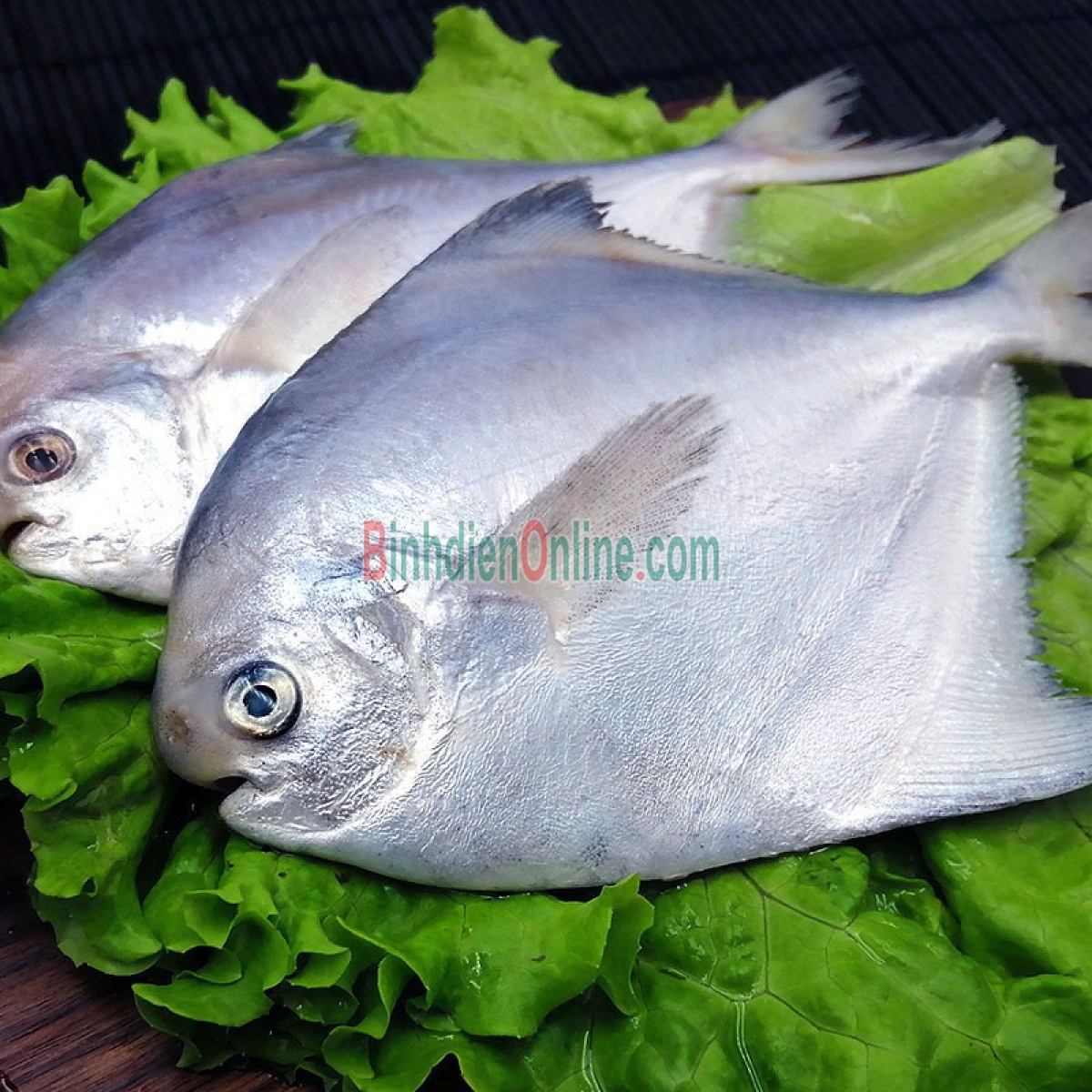 Cá chim trắng tươi rói an toàn 0,7-1 kg/con Xuất xứ Khánh Hòa