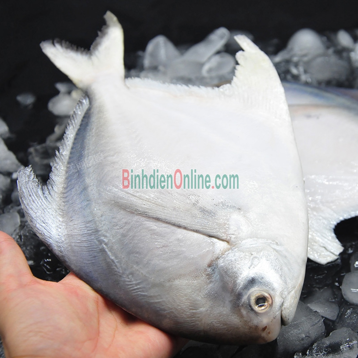 Cá chim trắng biển nguyên con tươi rói 1-1,5 kg/con Xuất xứ Kiên Giang