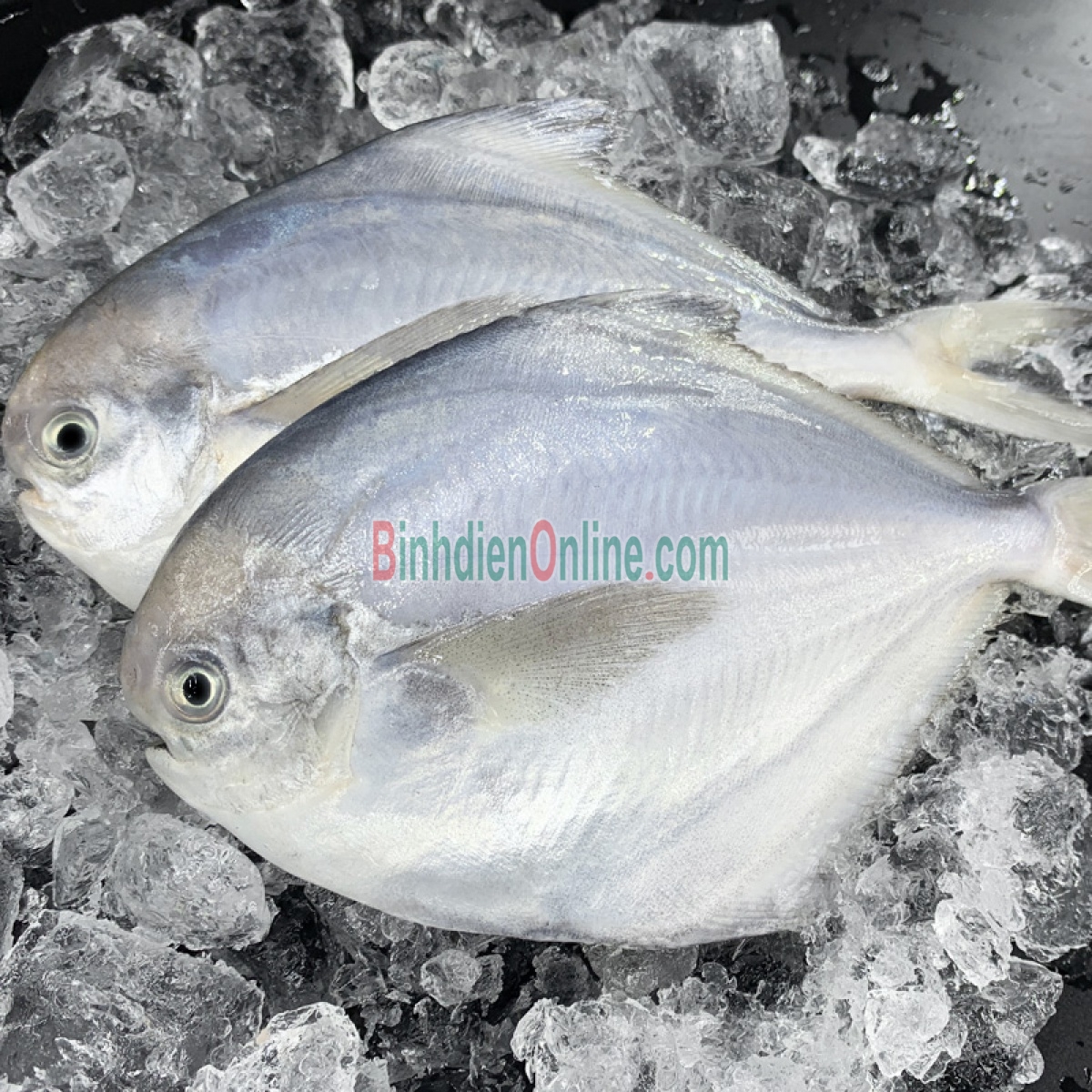 Cá chim trắng đã làm sạch, sản phẩm thiên nhiên 1,5-2 kg/con Xuất xứ Bạc Liêu