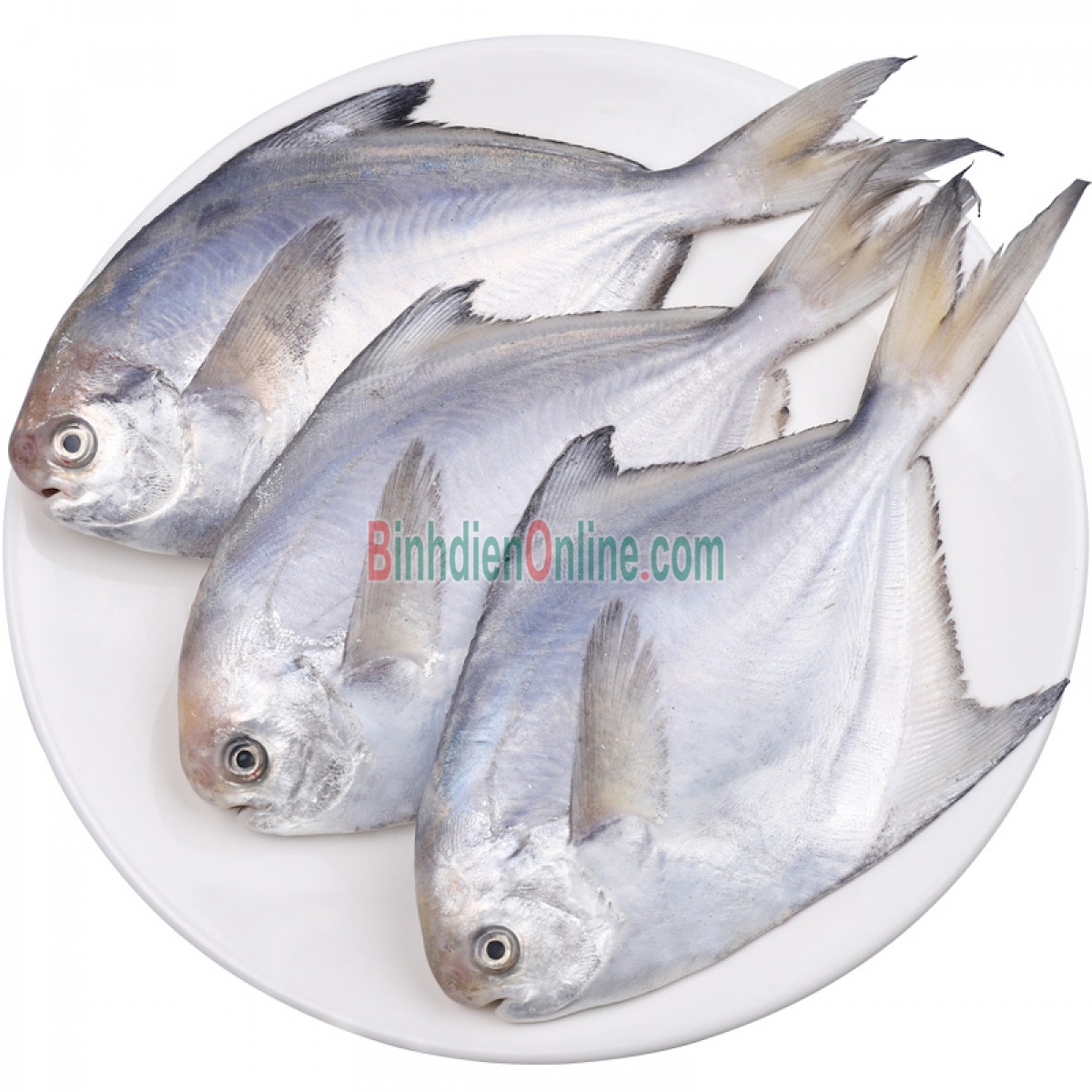 Cá chim trắng tươi, đánh bắt từ biển 0,7-1 kg/con Xuất xứ Kiên Giang