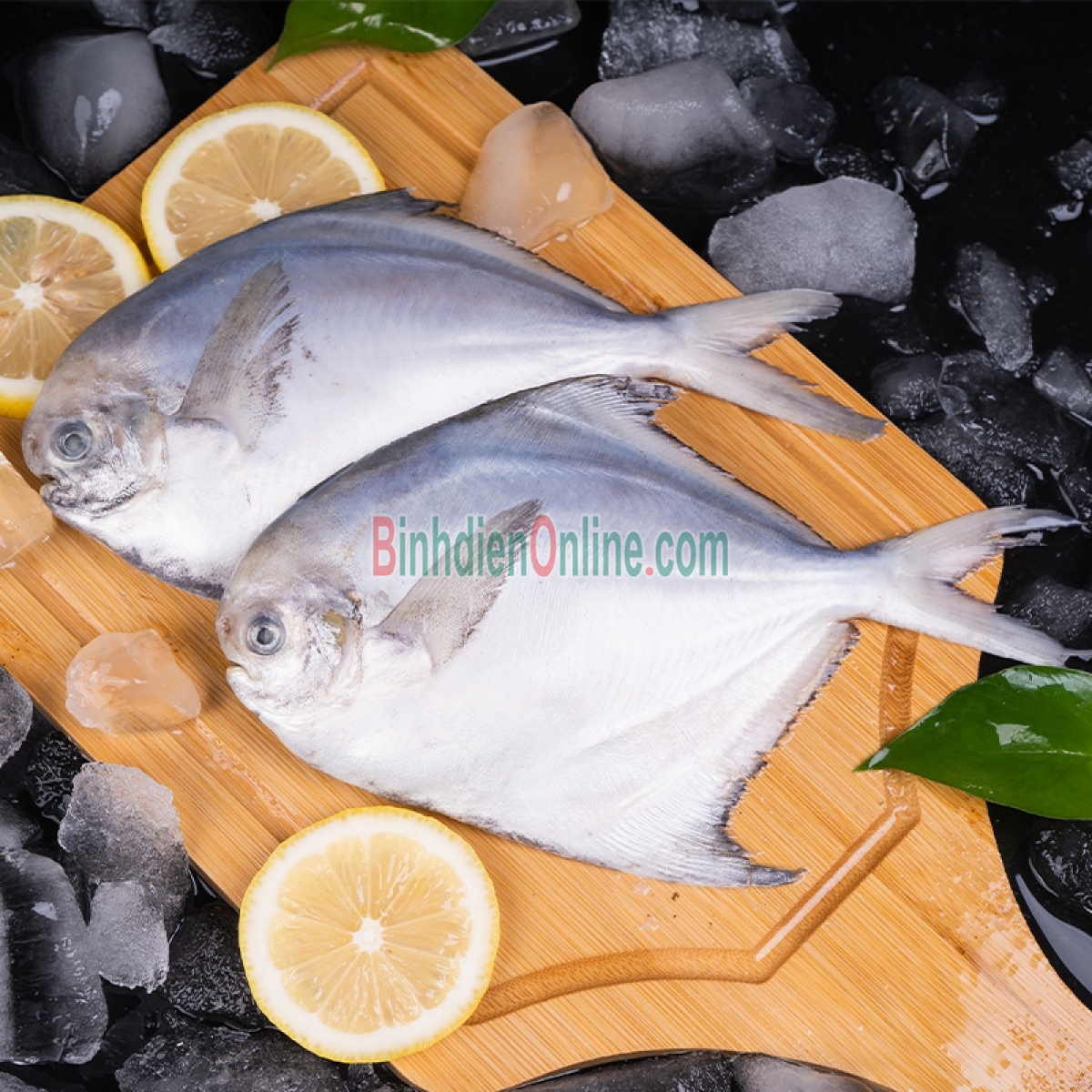 Cá chim trắng tươi rói an toàn 0,7-1 kg/con Xuất xứ Bạc Liêu
