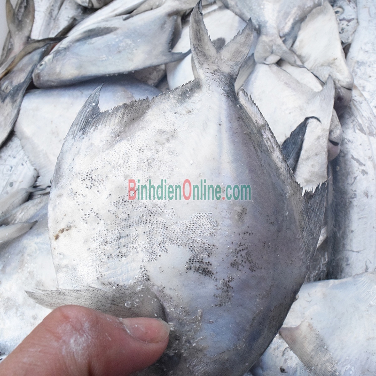 Cá chim trắng biển nguyên con tươi rói 1-1,5 kg/con Xuất xứ Vũng Tàu