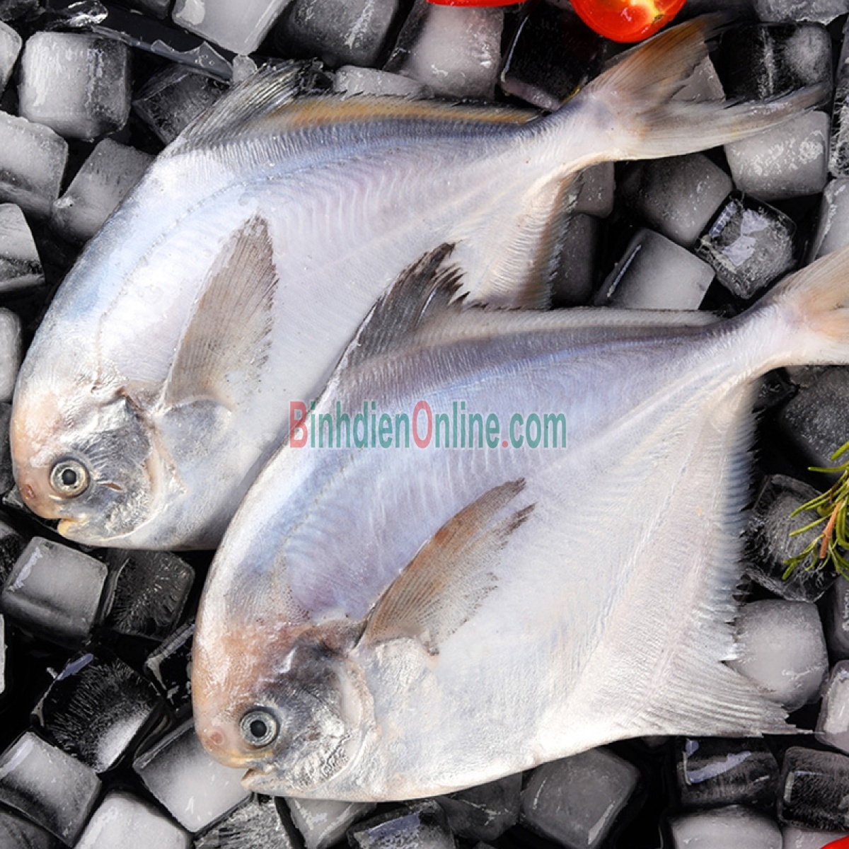 Cá chim trắng tươi rói an toàn 1-1,5 kg/con Xuất xứ Khánh Hòa