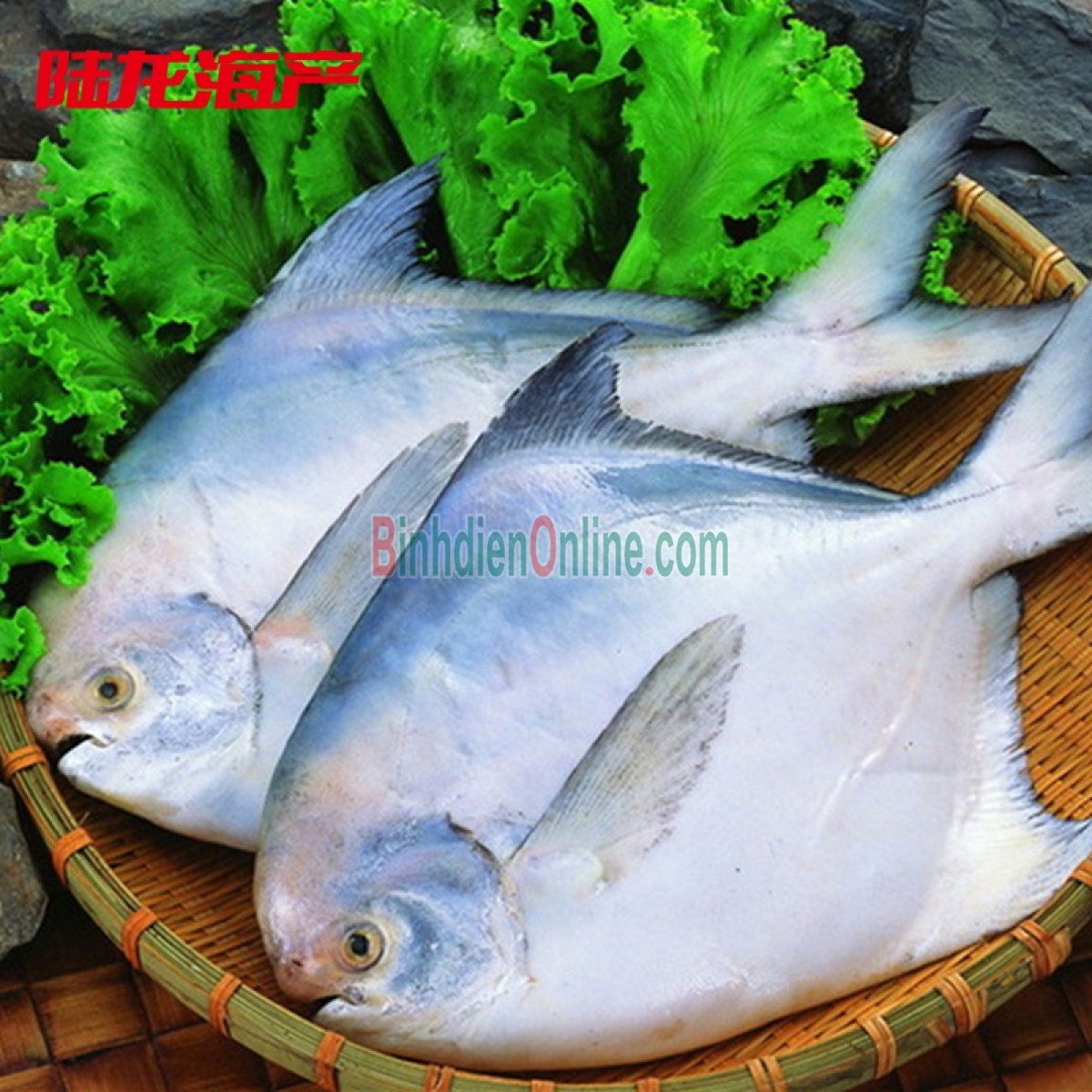 Cá chim trắng tươi rói an toàn 1-1,5 kg/con Xuất xứ Bình Thuận
