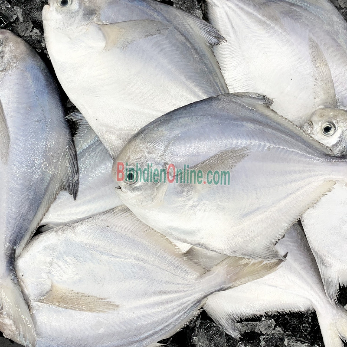 Cá chim trắng đã làm sạch, sản phẩm thiên nhiên 0,7-1 kg/con Xuất xứ Bình Thuận