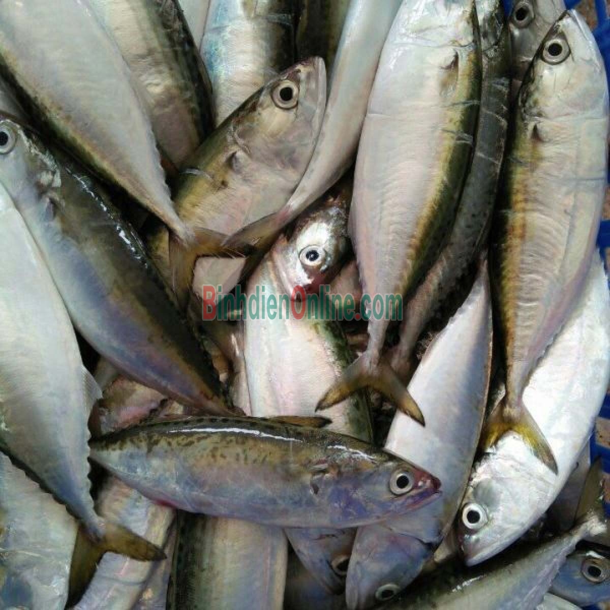 Cá bạc má tươi ngon bổ dưỡng 7-8 con/kg Xuất xứ Bình Thuận