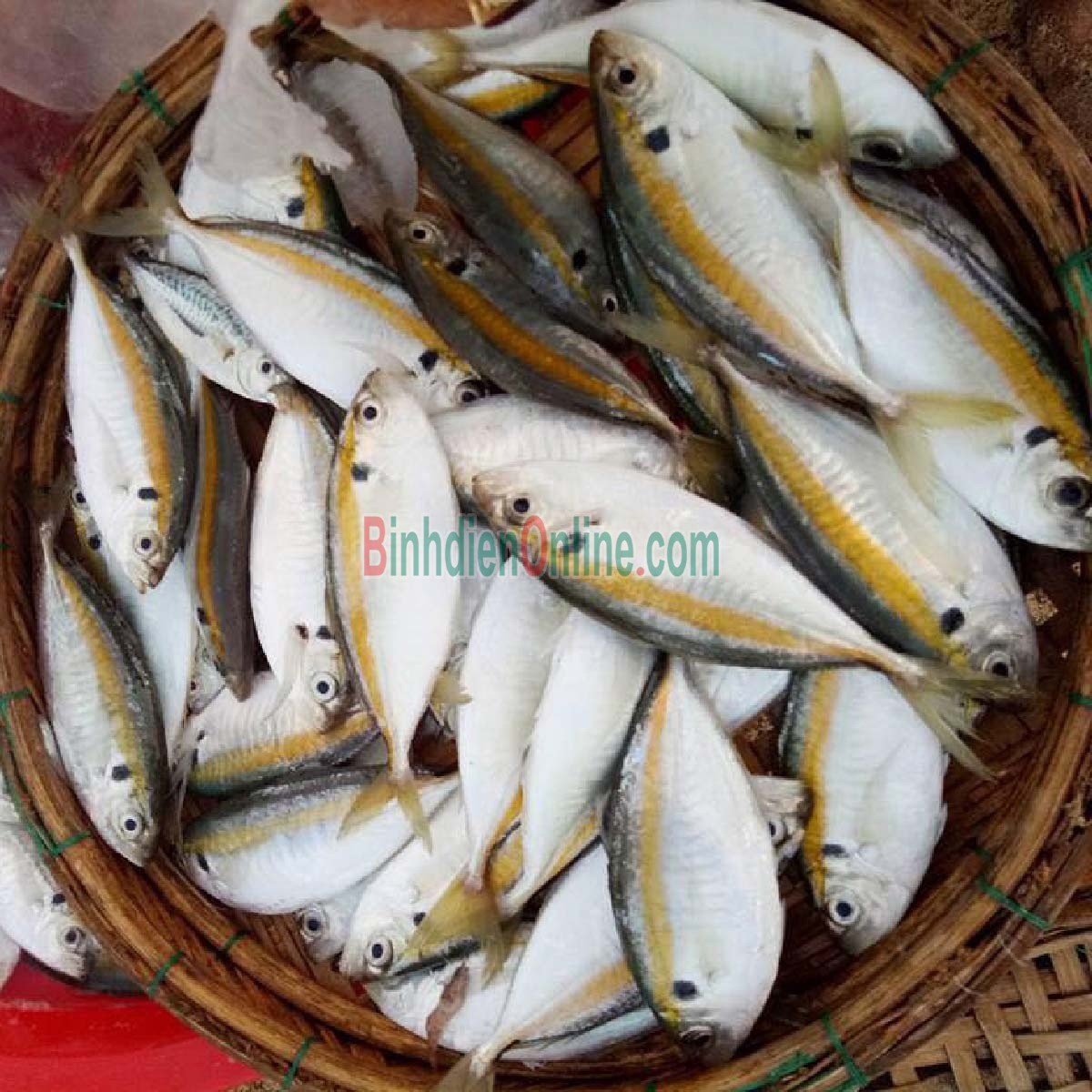 Cá chỉ vàng tươi sống, nguyên con chất lượng 8-10 con/kg Xuất xứ Vũng Tàu