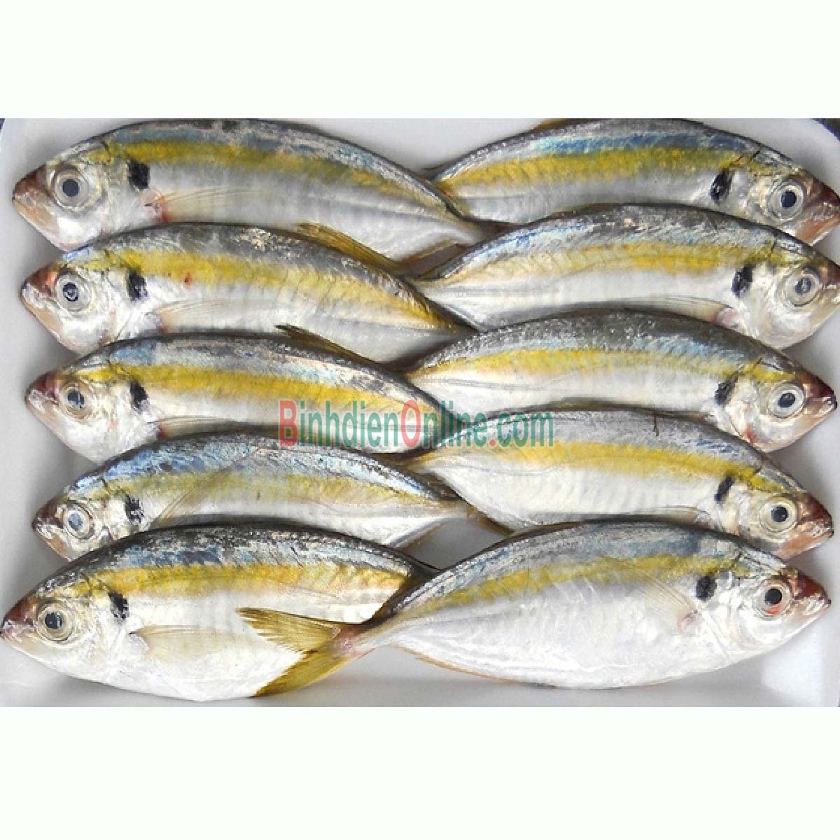 Cá chỉ vàng tươi mới đánh bắt giá tốt 4-6 con/kg Xuất xứ Bình Thuận