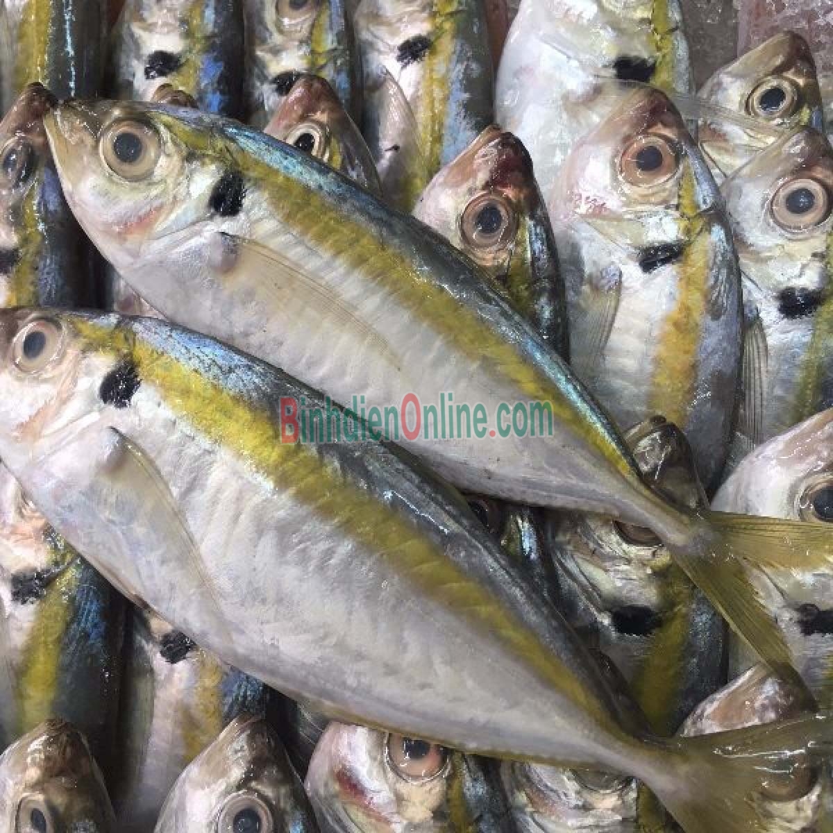 Cá chỉ vàng tươi sống, nguyên con chất lượng 4-6 con/kg Xuất xứ Vũng Tàu