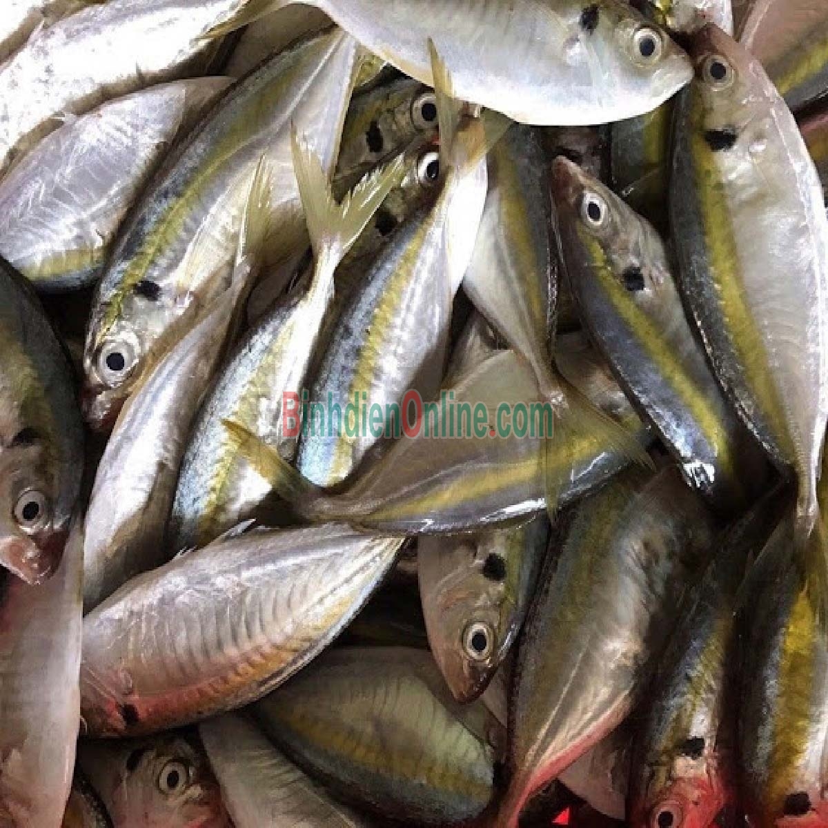 Cá chỉ vàng tươi mới đánh bắt giá tốt 8-10 con/kg Xuất xứ Kiên Giang