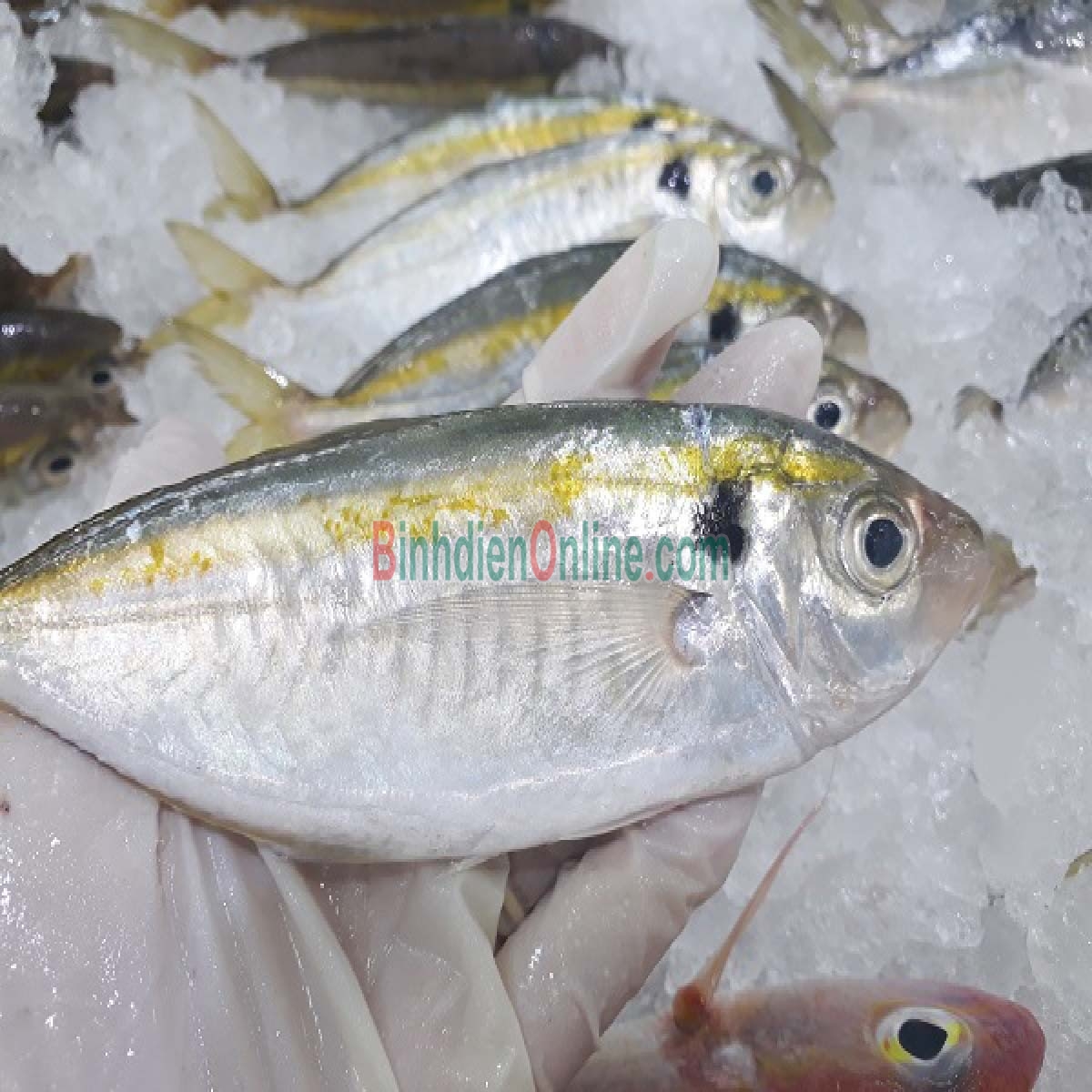 Cá chỉ vàng tươi rói, thịt ngon ngọt 4-6 con/kg Xuất xứ Tiền Giang