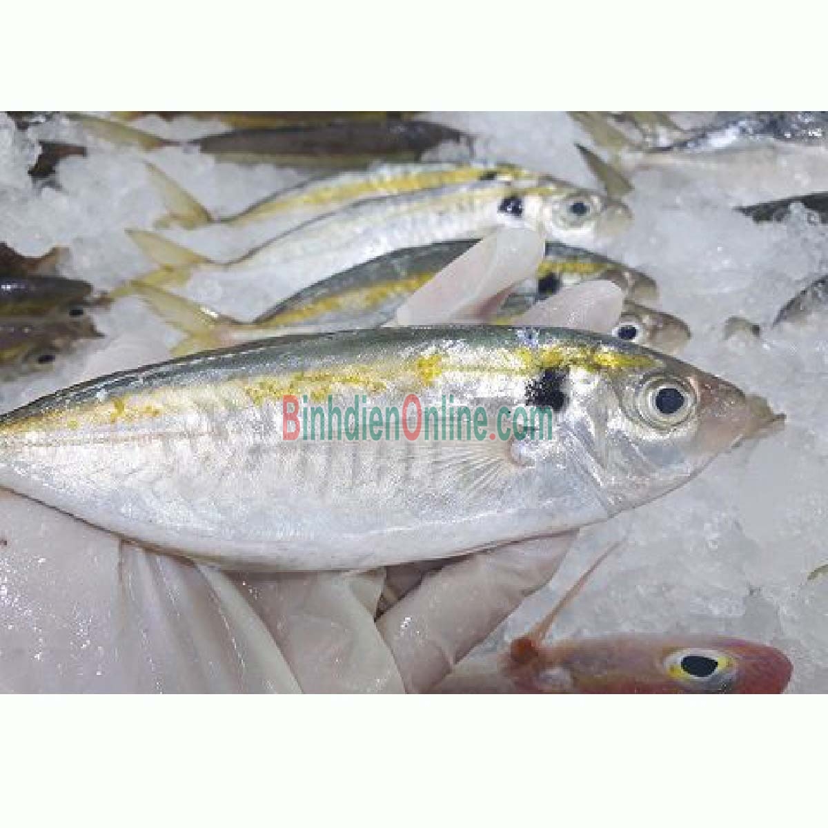 Cá chỉ vàng tươi rói, thịt ngon ngọt 8-10 con/kg Xuất xứ Bình Thuận