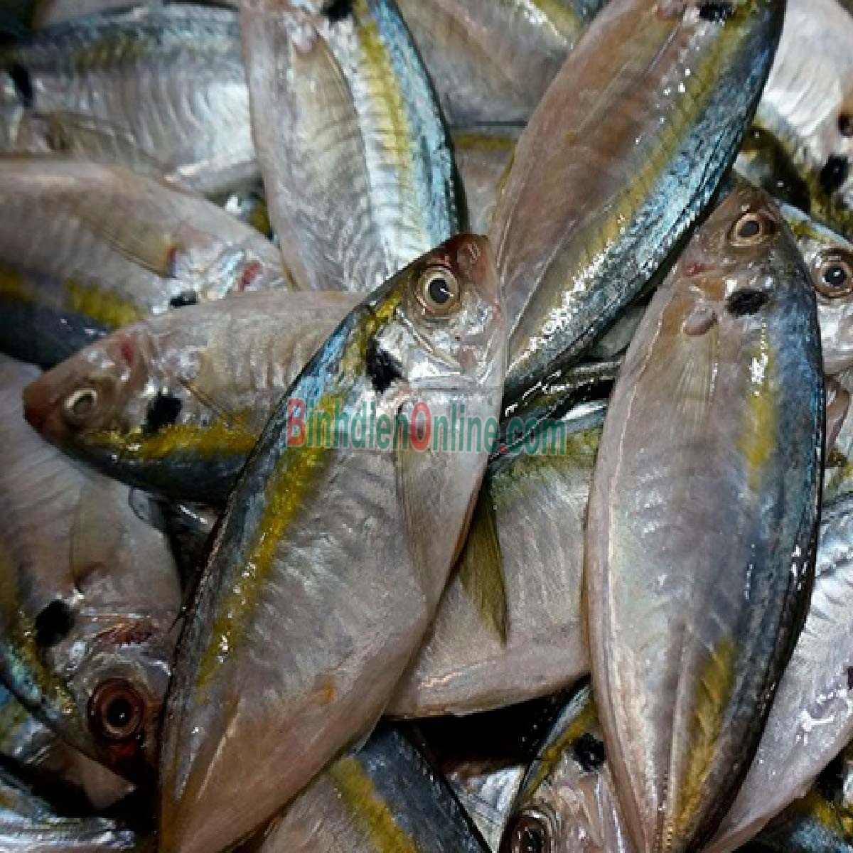 Cá chỉ vàng tươi sống, nguyên con chất lượng 6-8 con/kg Xuất xứ Kiên Giang