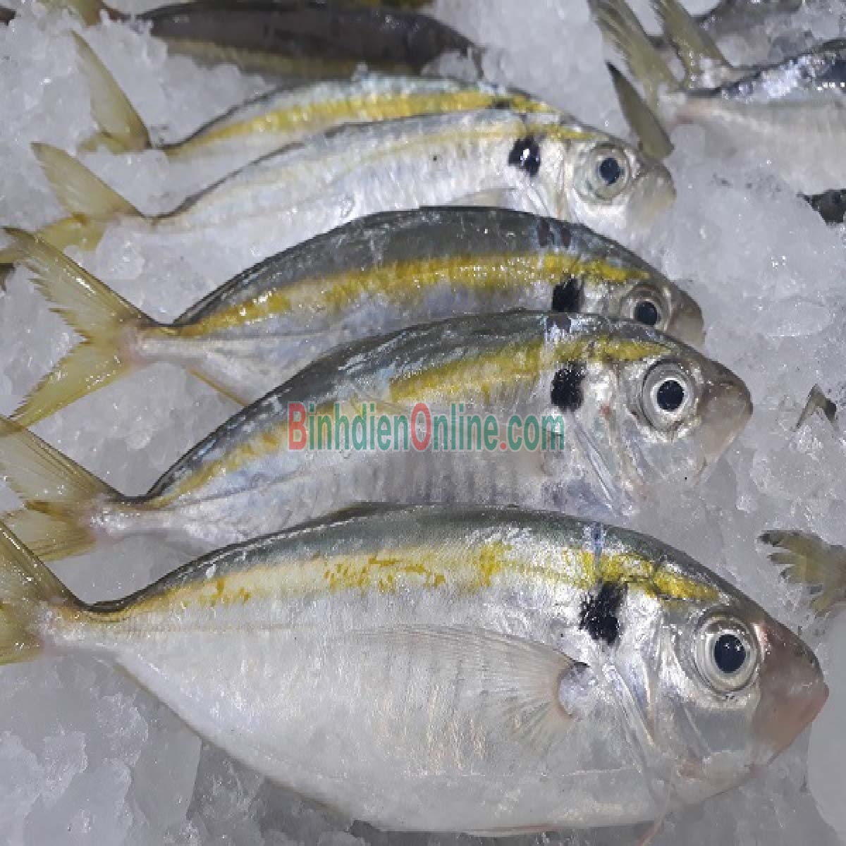 Cá chỉ vàng loại 1 đã làm sạch 6-8 con/kg Xuất xứ Khánh Hòa