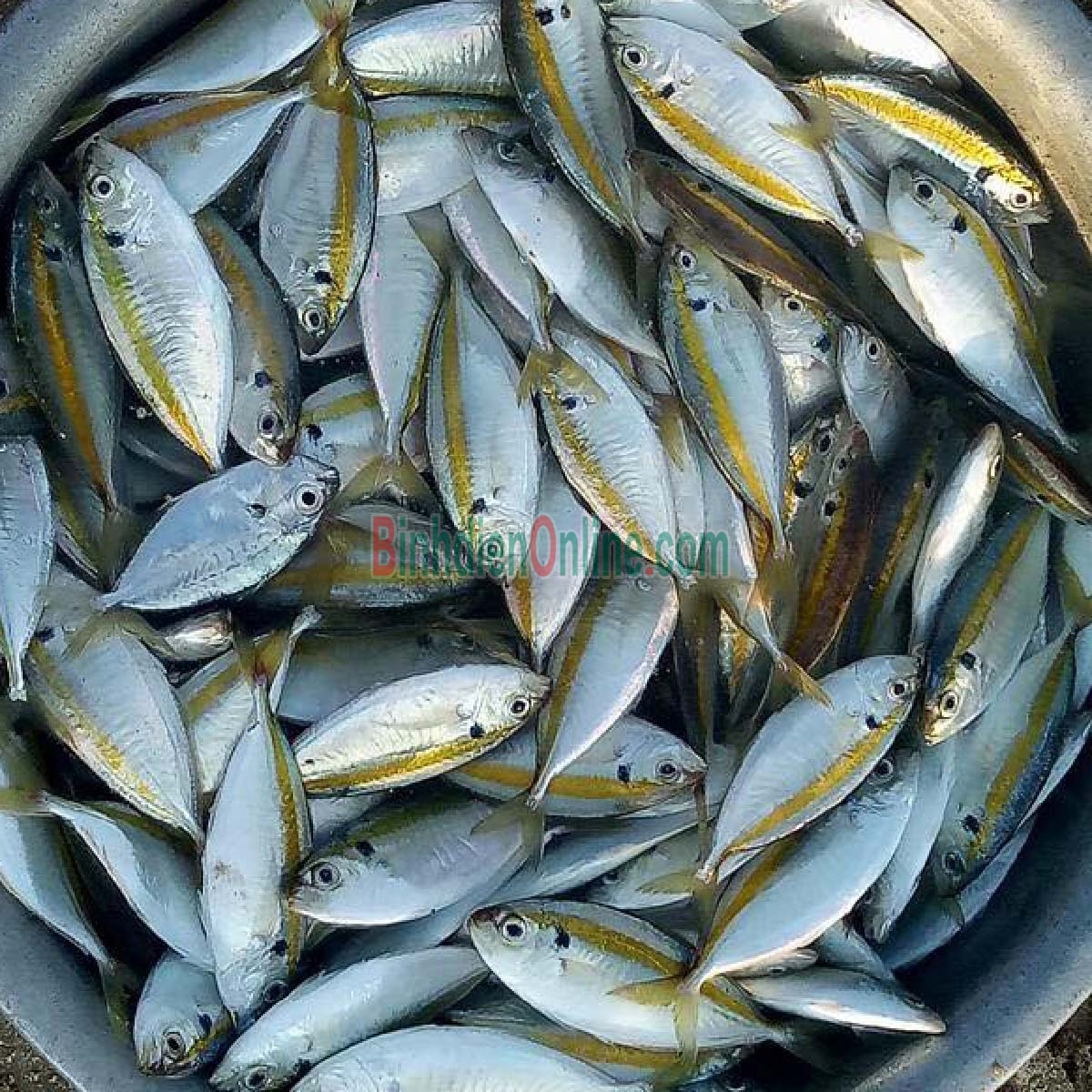 Cá chỉ vàng tươi rói, thịt ngon ngọt 8-10 con/kg Xuất xứ Kiên Giang