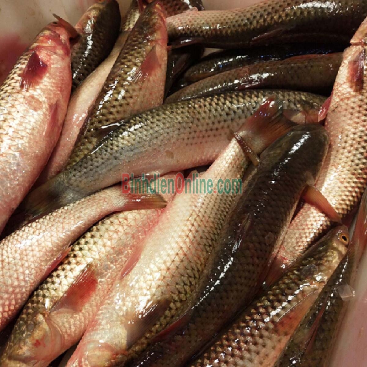 Cá đối nguyên con tươi sống 0,8-1 kg/con Xuất xứ Khánh Hòa