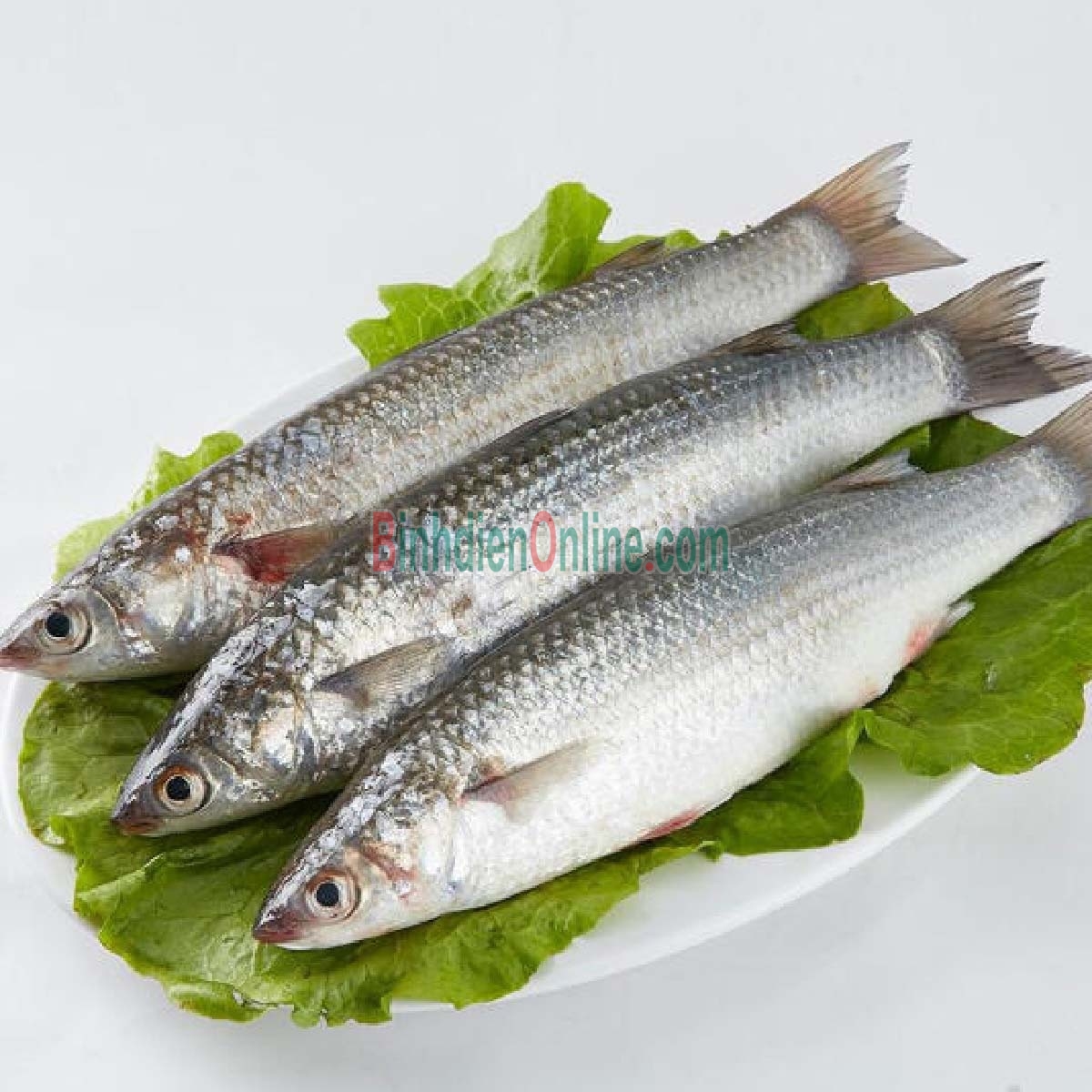 Cá đối tươi đảm bảo ngon và an toàn 600-800 gr/con Xuất xứ Khánh Hòa