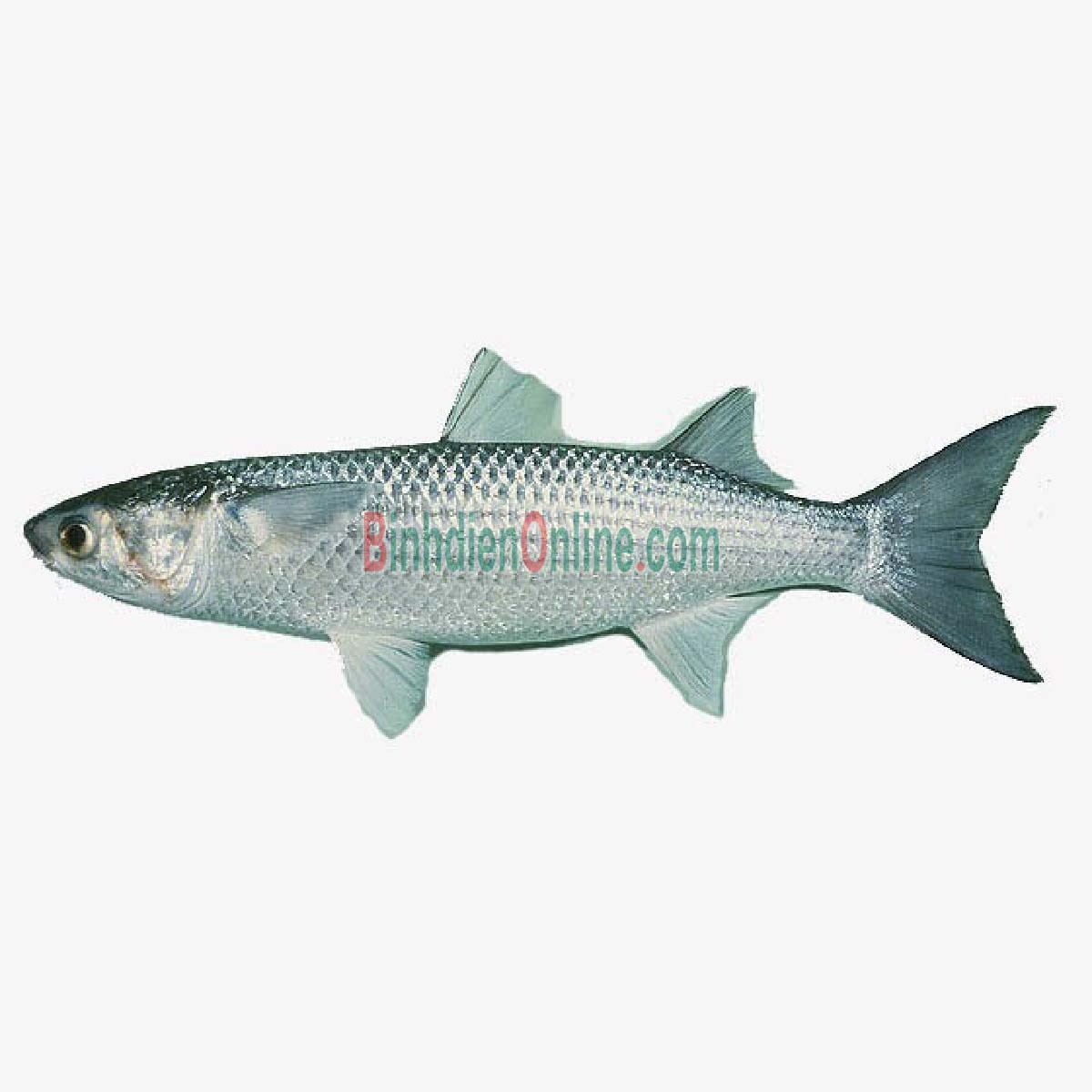Cá đối tươi đảm bảo ngon và an toàn 0,8-1 kg/con Xuất xứ Bạc Liêu