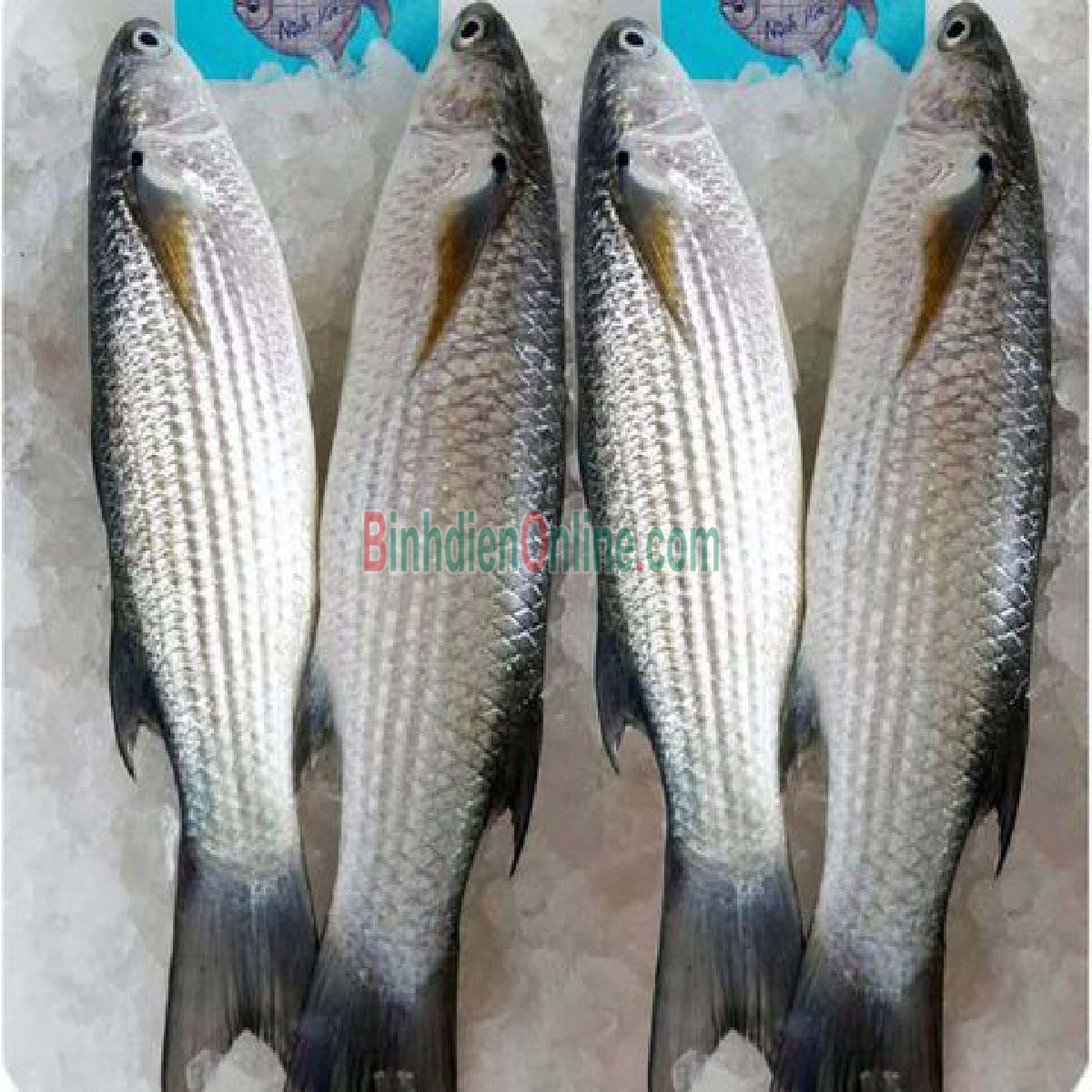 Cá đối nguyên con tươi sống loại 1 400-600 gr/con Xuất xứ Vũng Tàu