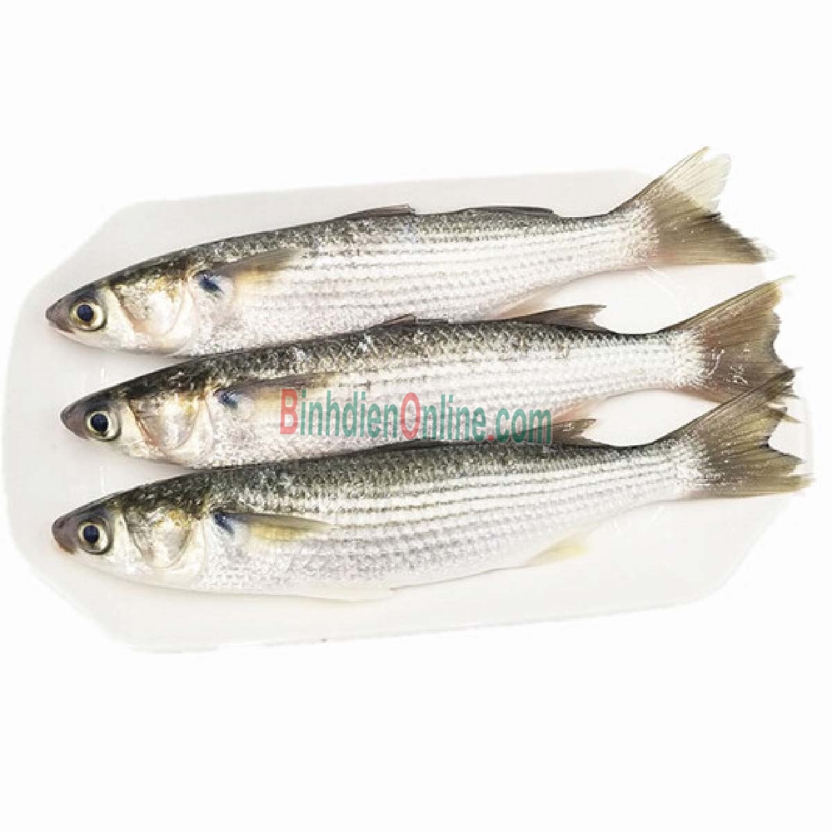 Cá đối nguyên con tươi sống loại 1 3-4 con/kg Xuất xứ Bình Thuận