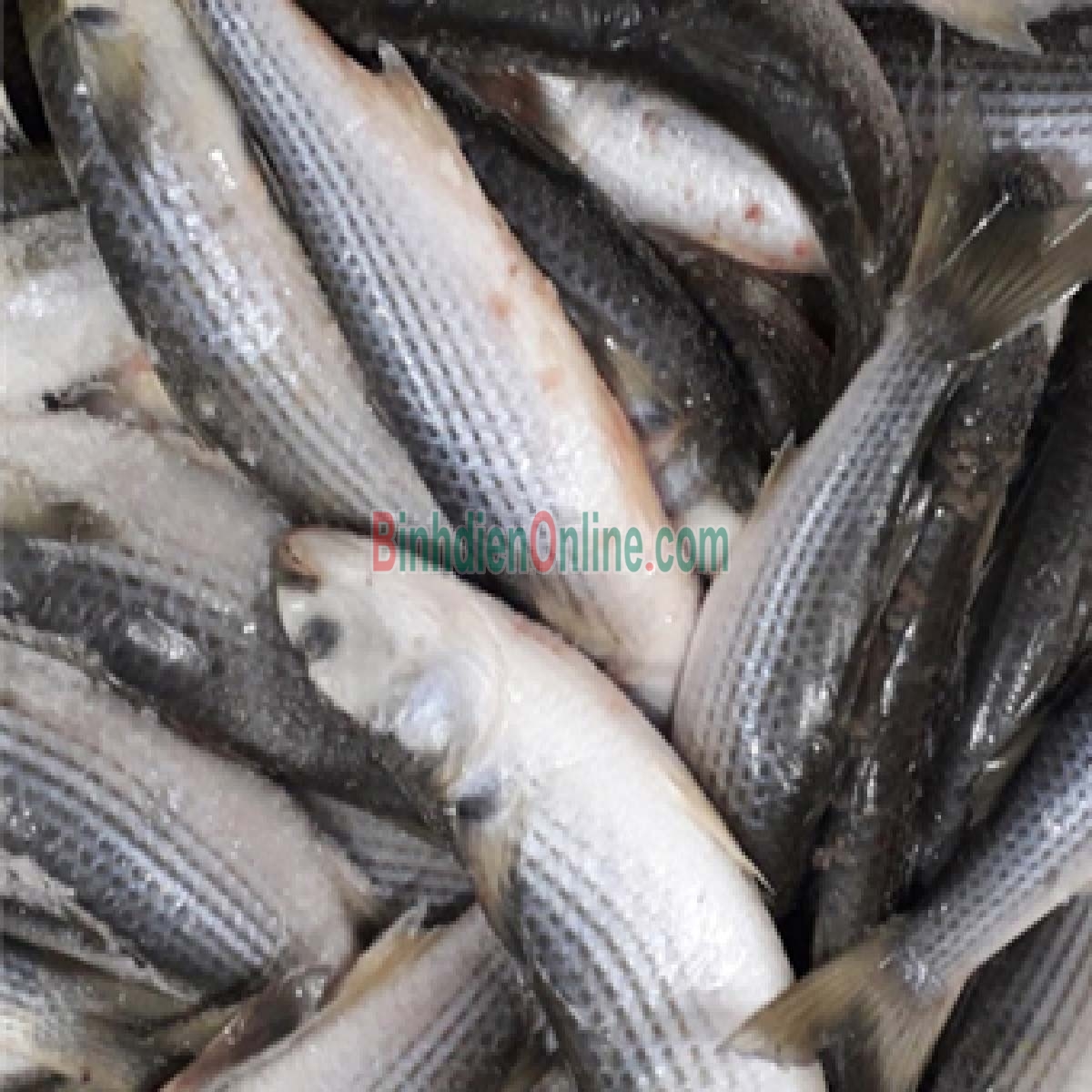 Cá đối tươi đảm bảo ngon và an toàn 600-800 gr/con Xuất xứ Vũng Tàu