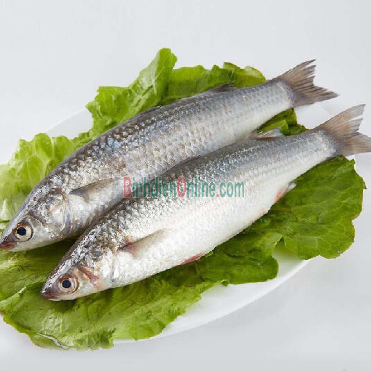Cá đối tươi ngon giá tốt 3-4 con/kg Xuất xứ Khánh Hòa