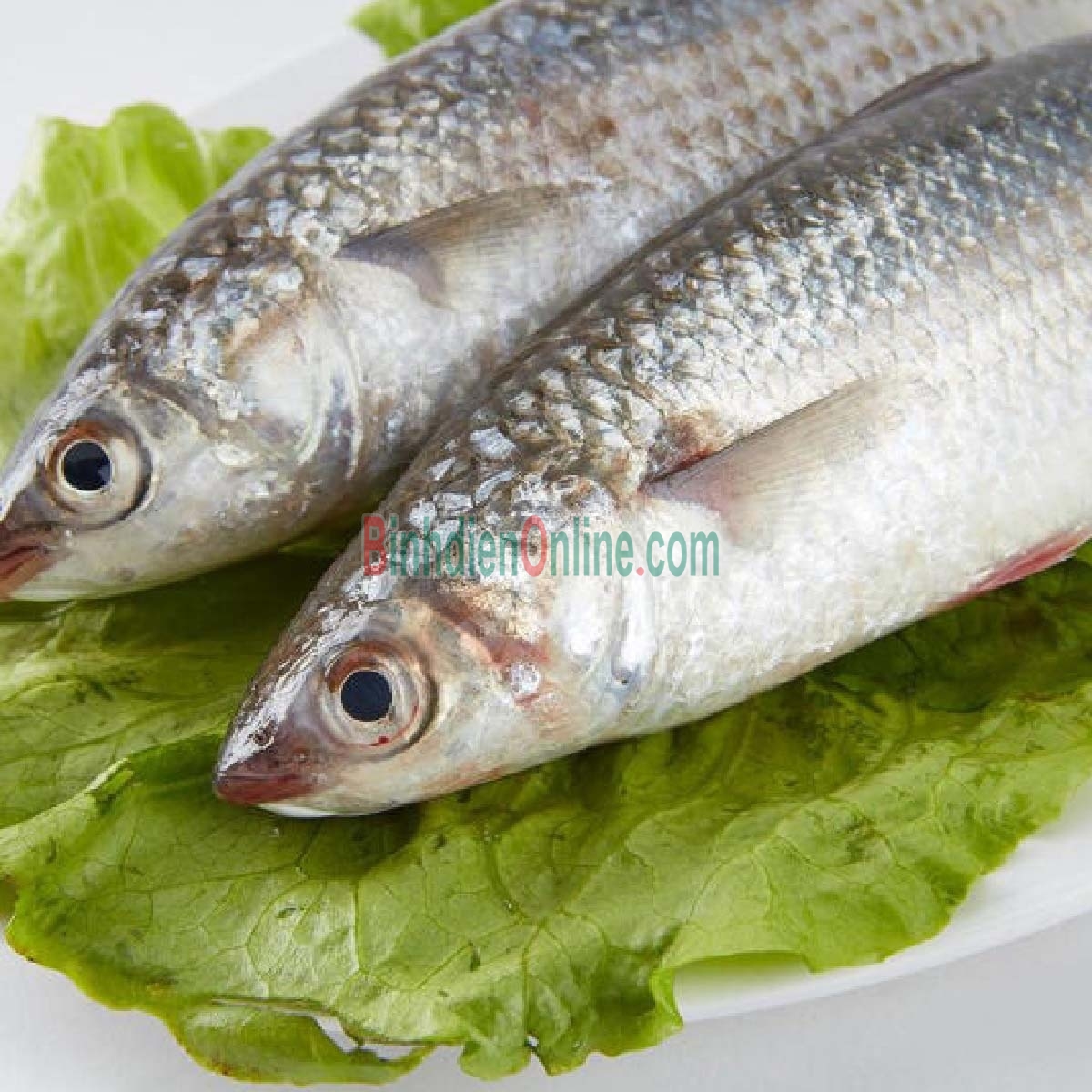 Cá đối tươi ngon giá tốt 400-600 gr/con Xuất xứ Bạc Liêu