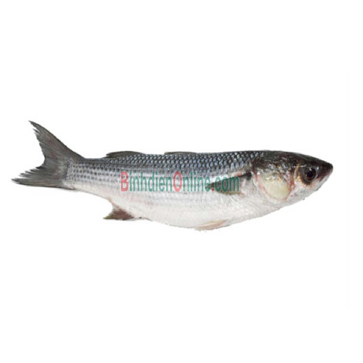Cá đối tươi đảm bảo ngon và an toàn 3-4 con/kg Xuất xứ Vũng Tàu