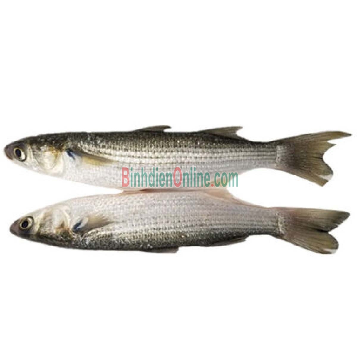 Cá đối tươi đảm bảo ngon và an toàn 400-600 gr/con Xuất xứ Vũng Tàu