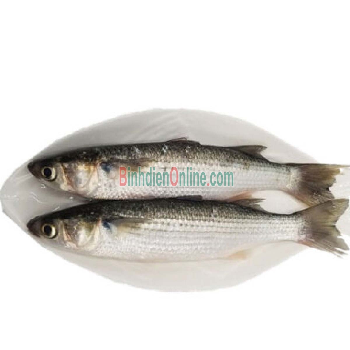 Cá đối tươi đảm bảo ngon và an toàn 3-4 con/kg Xuất xứ Khánh Hòa