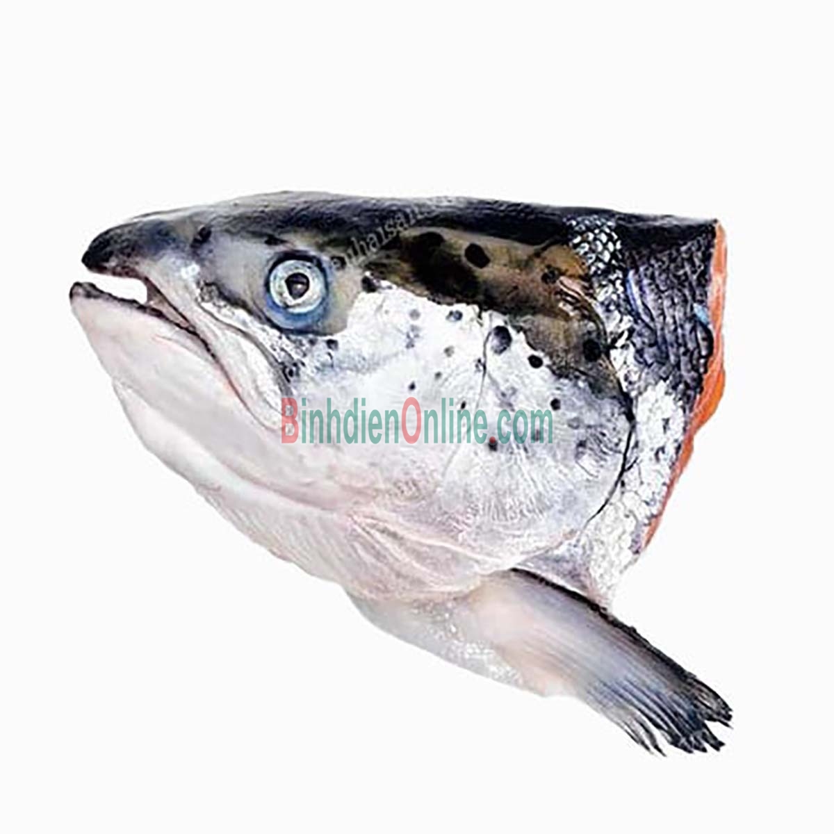 Đầu cá hồi tươi sống nhập khẩu 700-900 gr/đầu Xuất xứ Chile