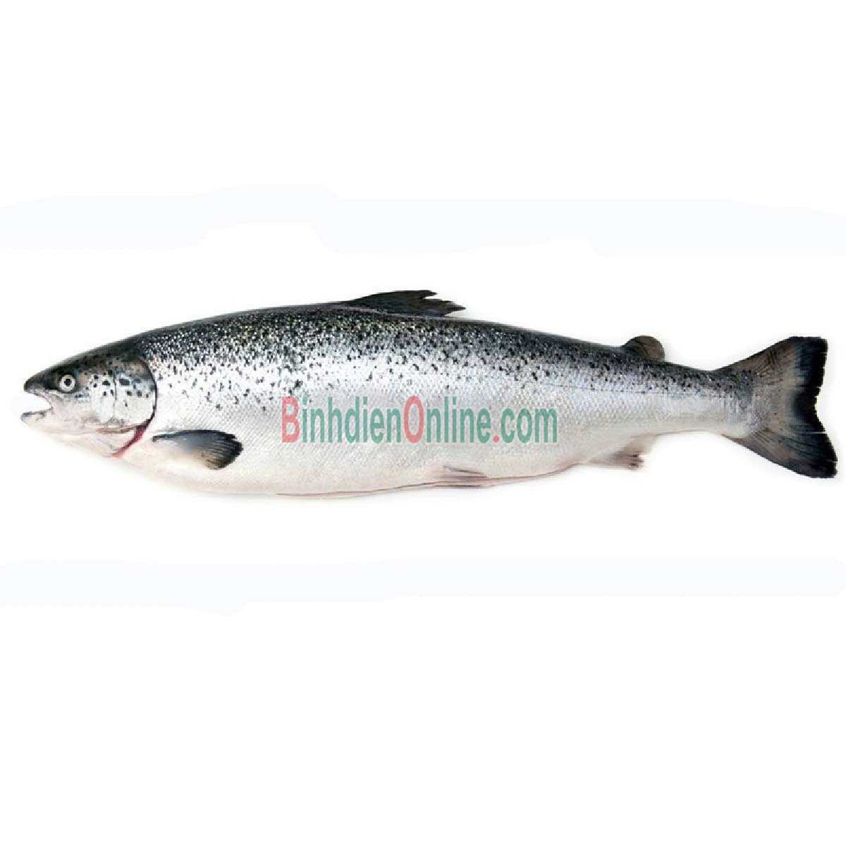 Cá hồi nguyên con đông lạnh nhập khẩu 5-6 kg/con Xuất xứ Nga