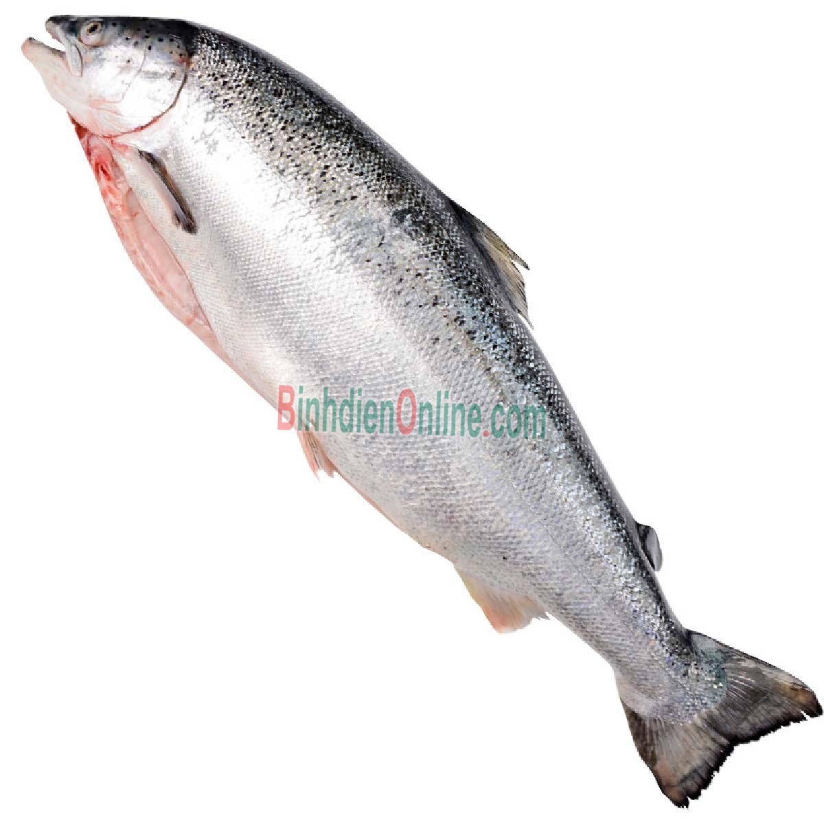 Cá hồi nguyên con đông lạnh nhập khẩu 5-6 kg/con Xuất xứ NaUy