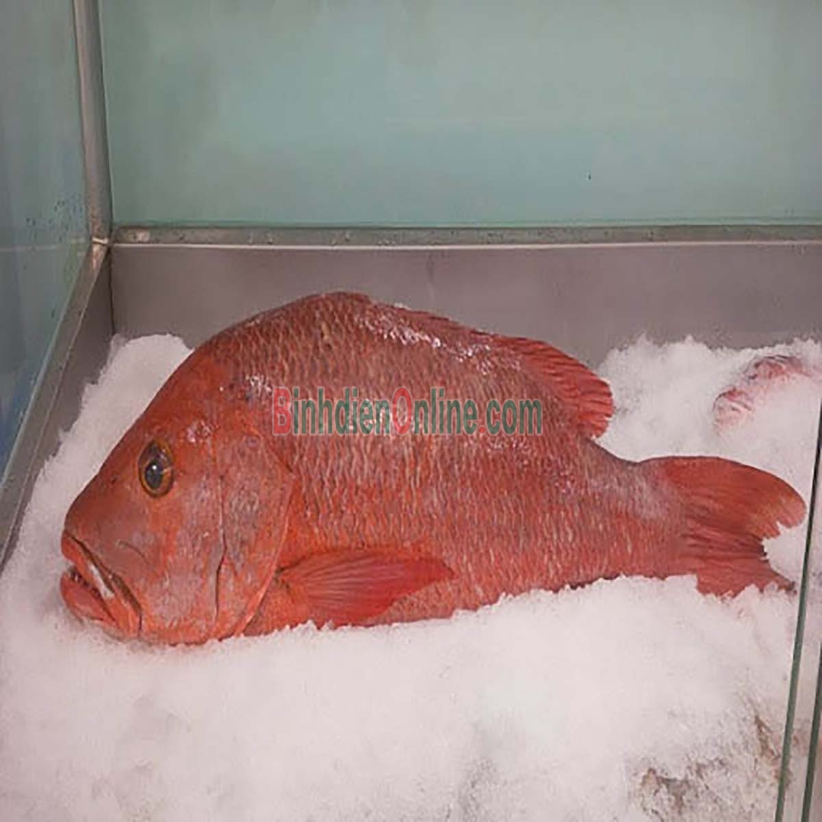 Cá hồng biển tươi rói đã làm sạch 5-6 kg/con Xuất xứ Bạc Liêu