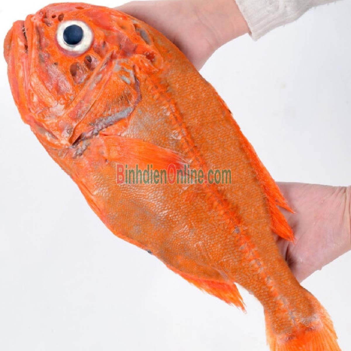 Cá hồng nguyên con tươi rói mới đánh bắt 3-4 kg/con Xuất xứ Bình Thuận
