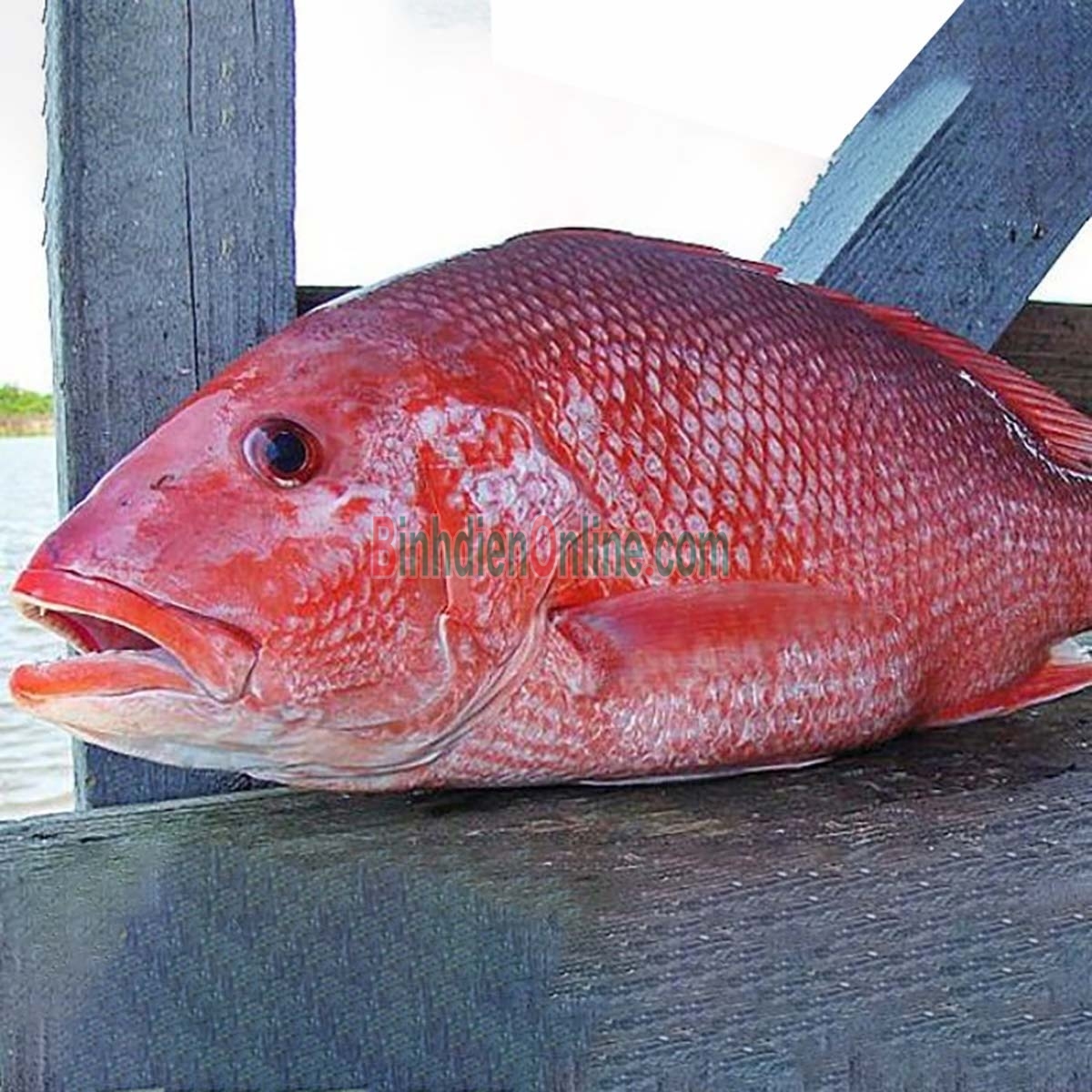 Cá hồng nguyên con tươi rói mới đánh bắt 3-4 kg/con Xuất xứ Bạc Liêu