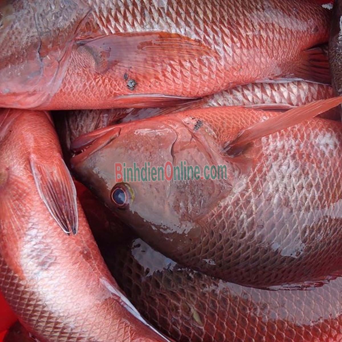 Cá hồng biển tươi rói đã làm sạch 5-6 kg/con Xuất xứ Kiên Giang